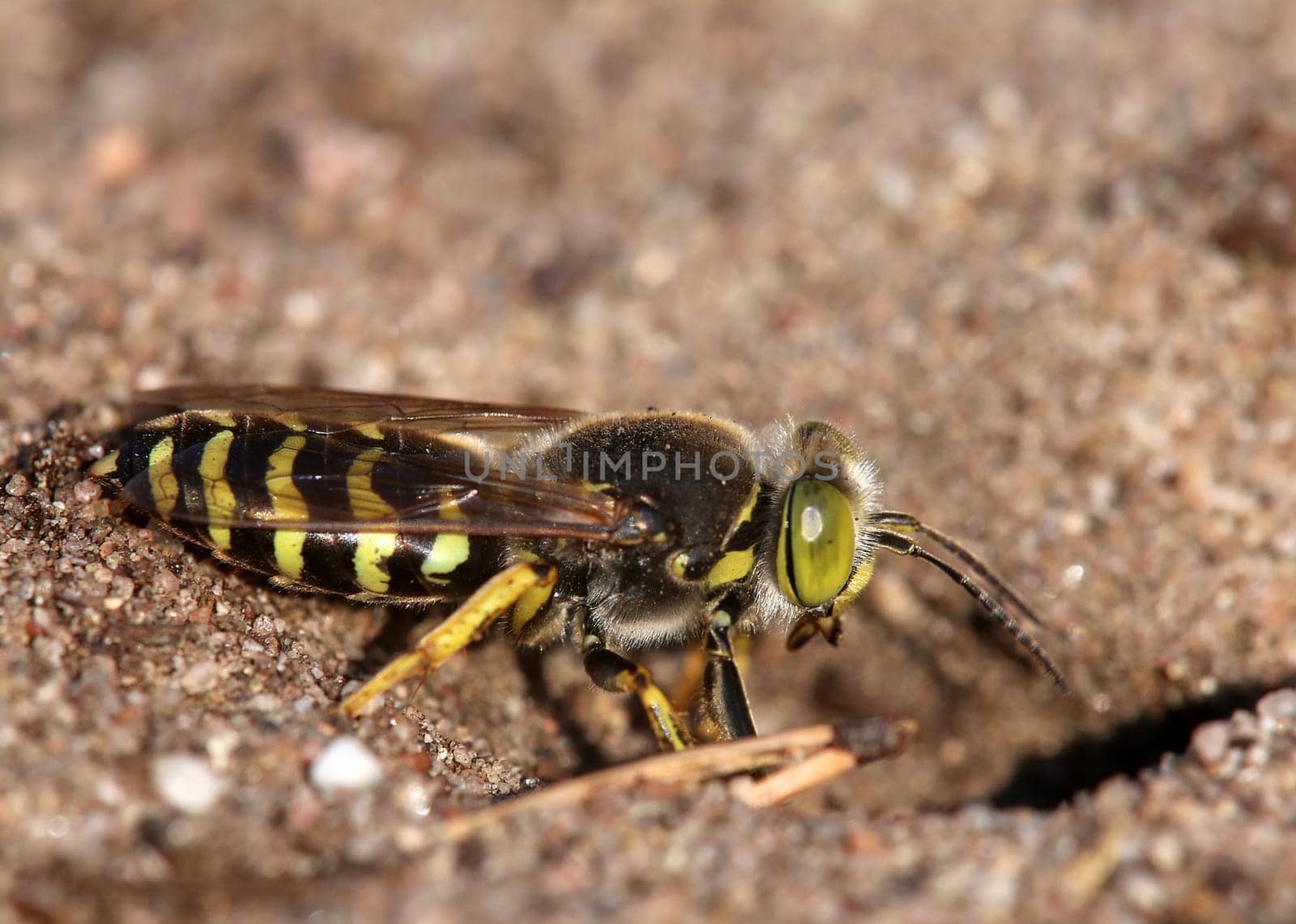 Great spinning wasp Bembix rostrata on the Sandhausen dune