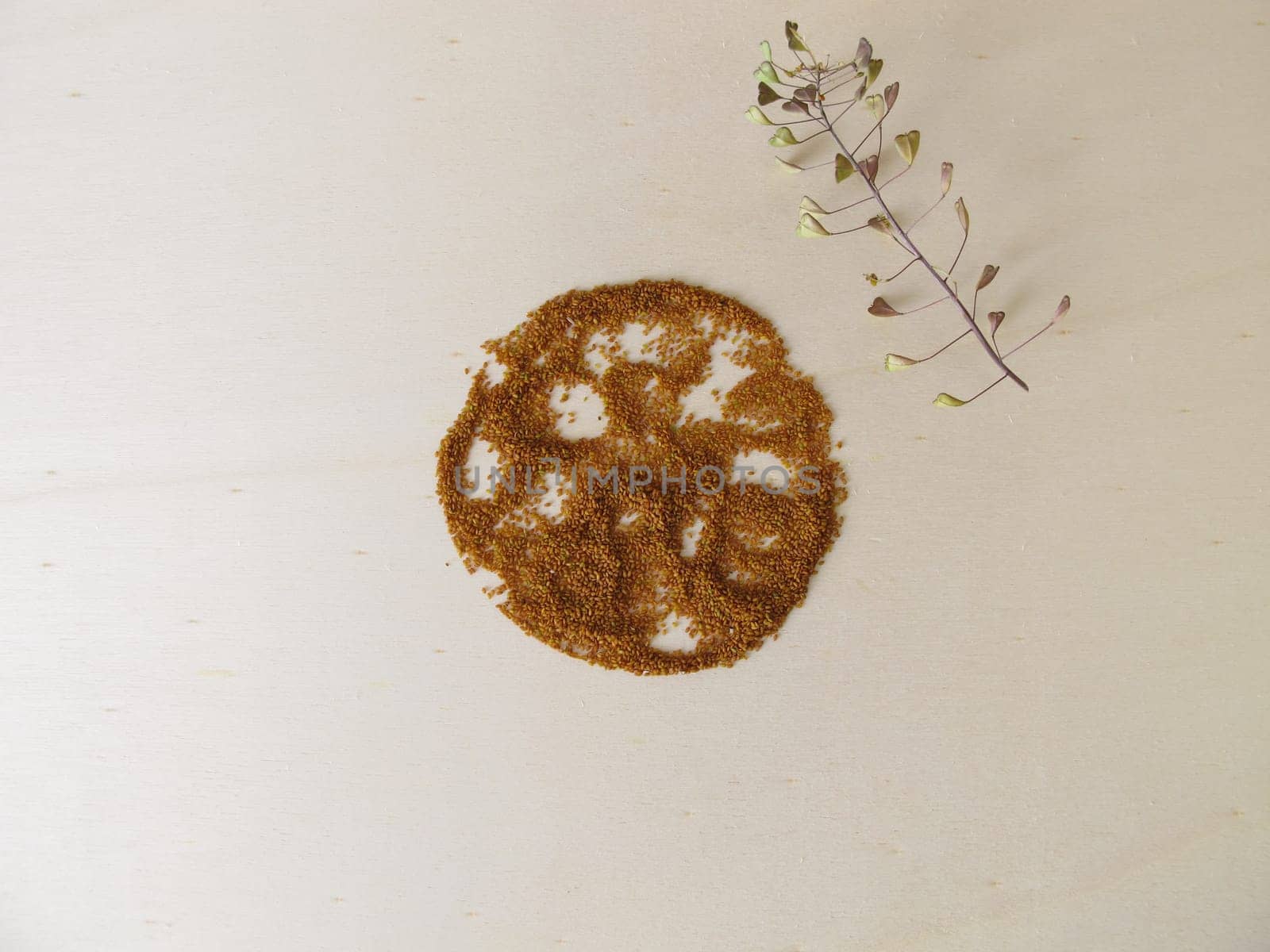 Edible Shepherd’s purse seeds