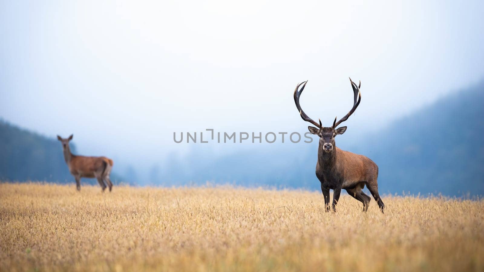 A pair of red deer, cervus elaphus, stag and hind on atmospheric field looking into the camera. Two adult deer on the yellow meadow surrounded by the misty forest with copy space