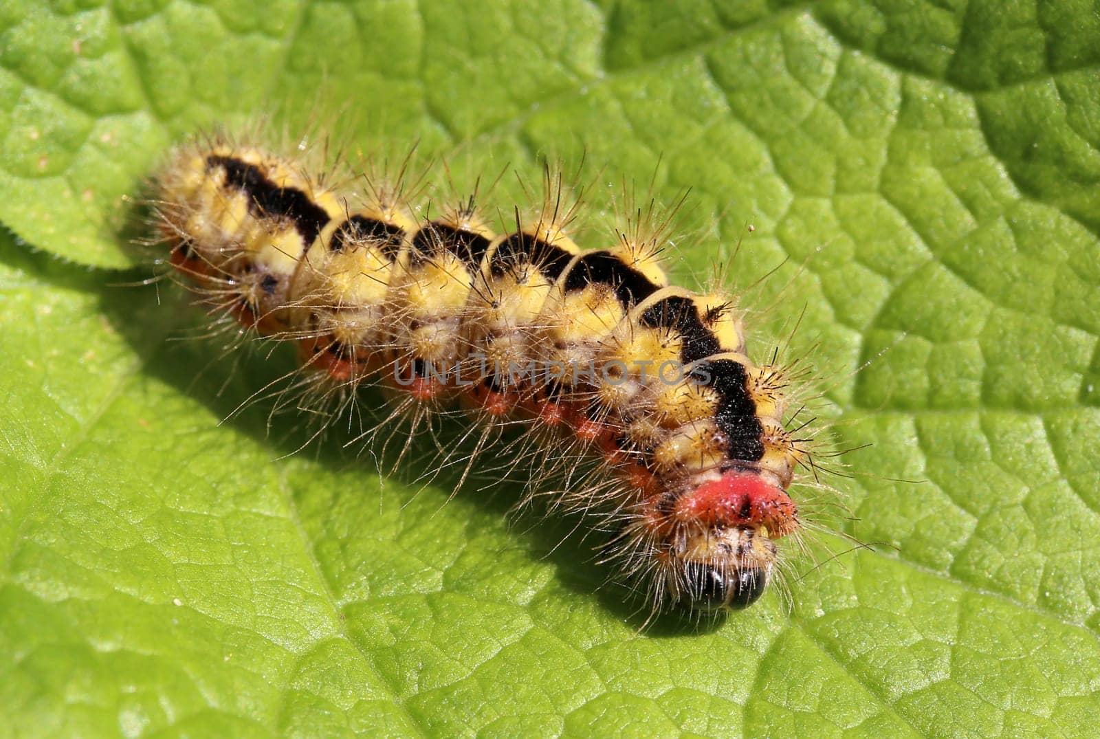 Macro of a caterpillar of the spurge bark owl Acronicta euphorbiae