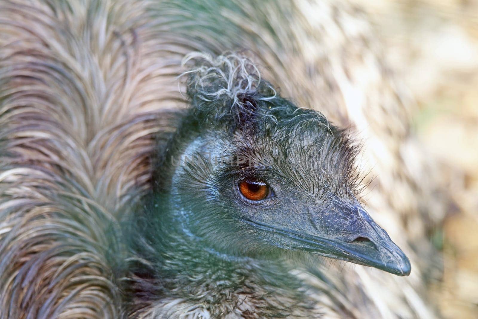 Large Emu Dromaius novaehollandiae