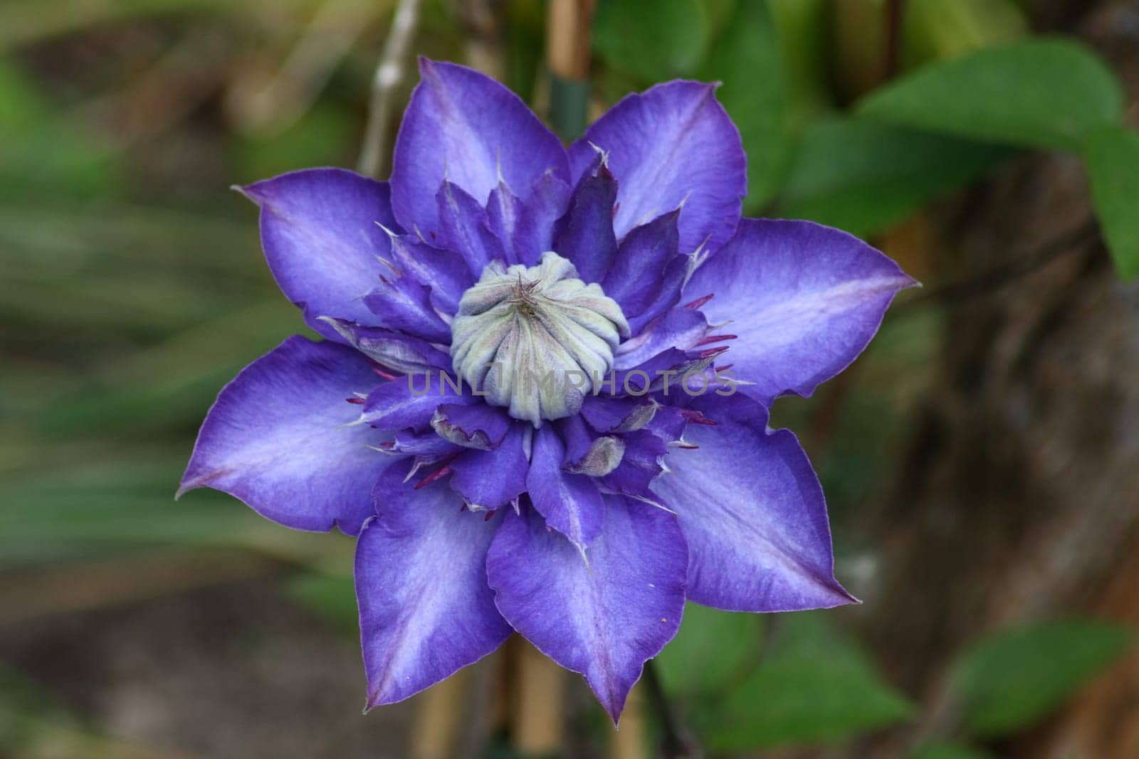 Closeup of a blue flowering clematis (Clematis)