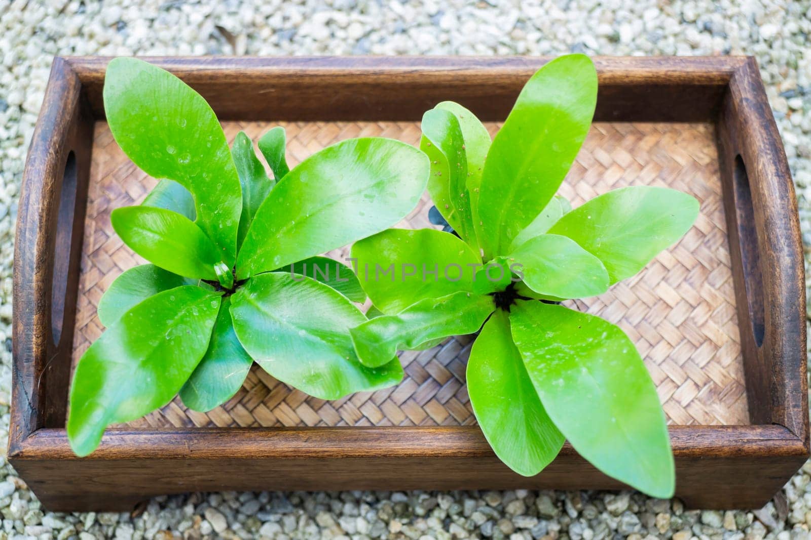 Mini green leaves plant pot, stock photo