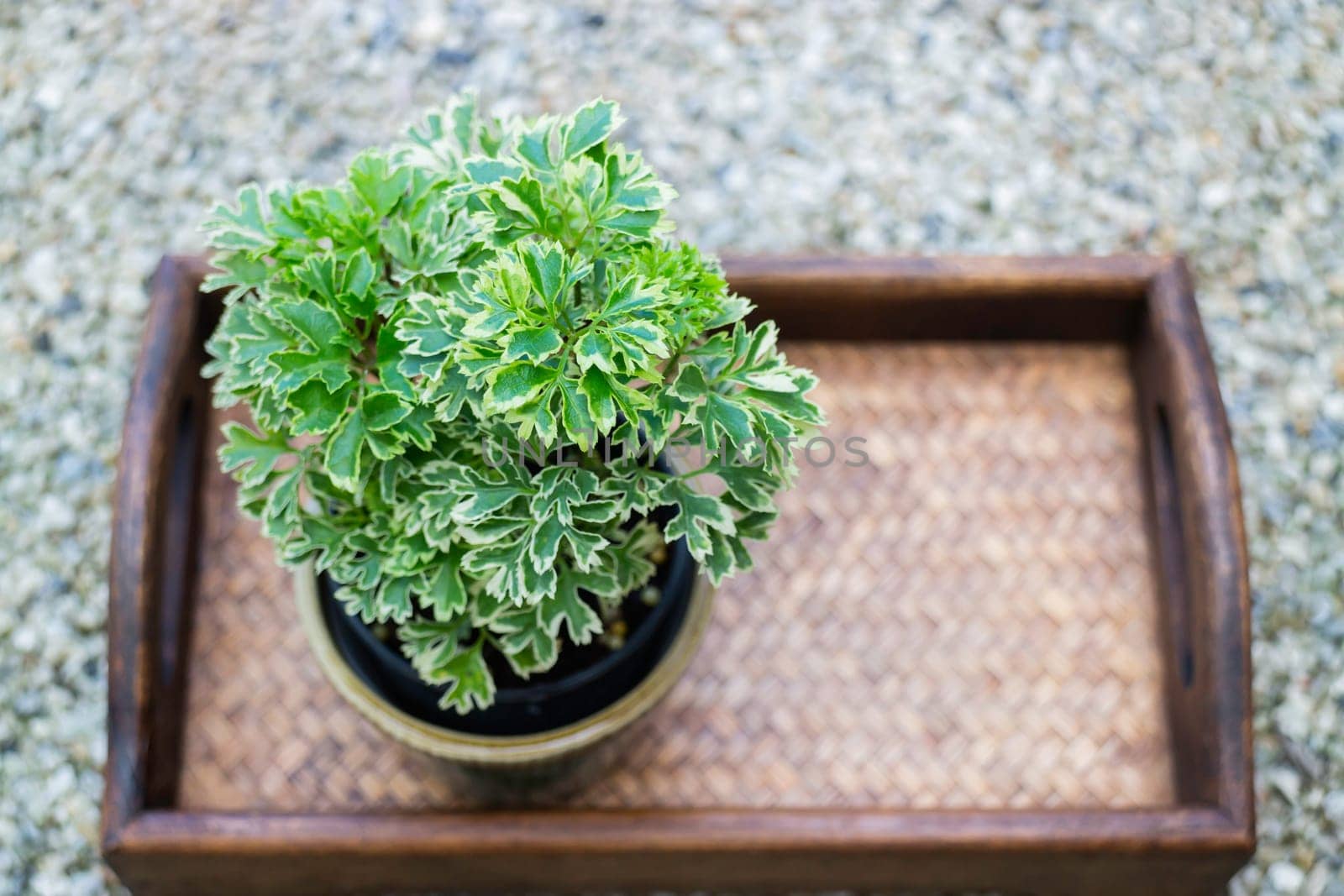 Mini green leaves plant pot, stock photo