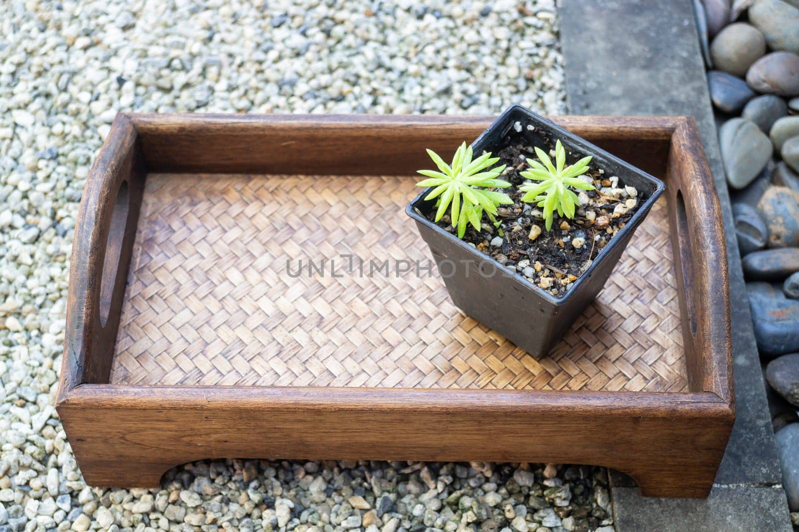 Mini green leaves plant pot, stock photo