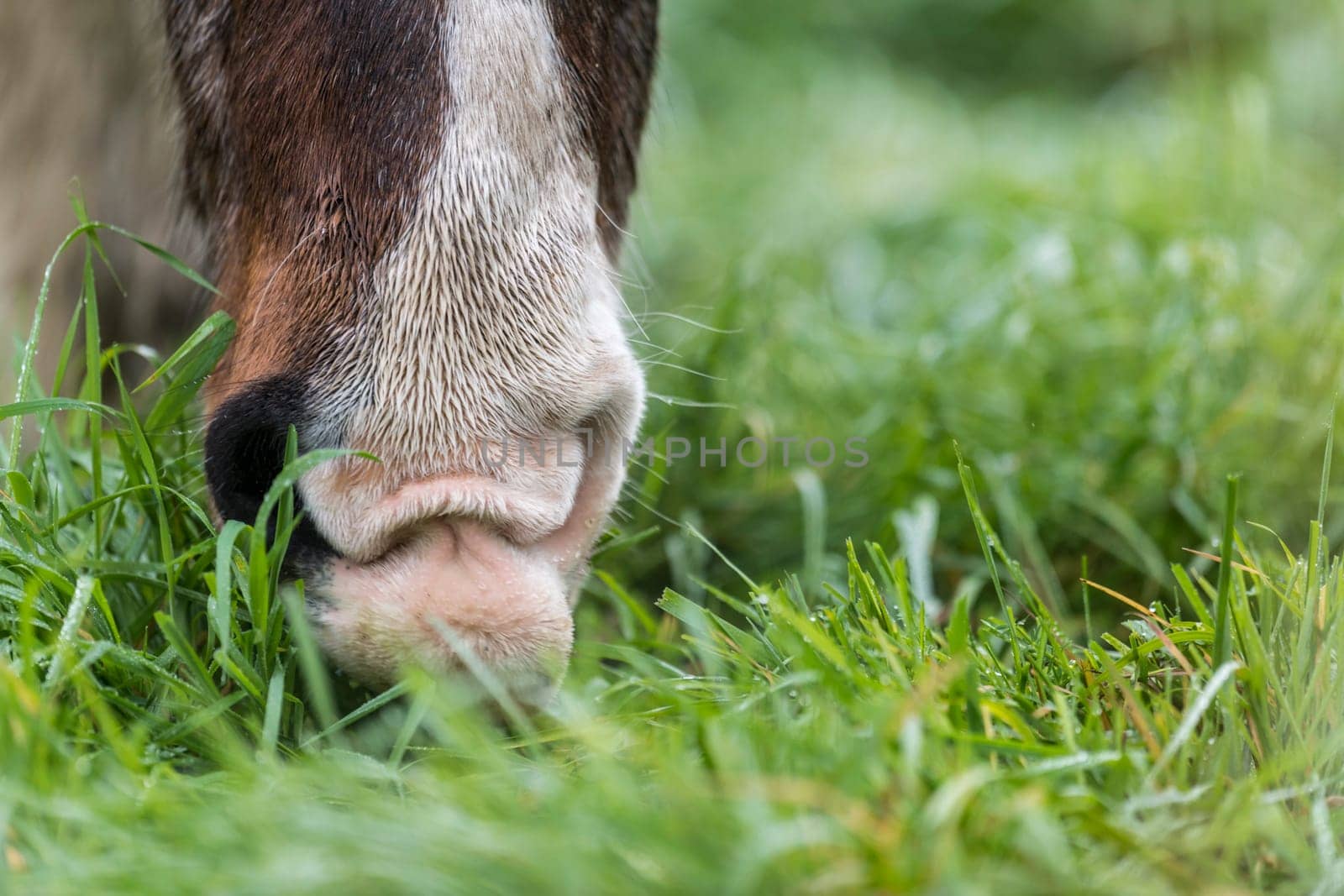 Brown horse with dirty fur while eating blurred background
