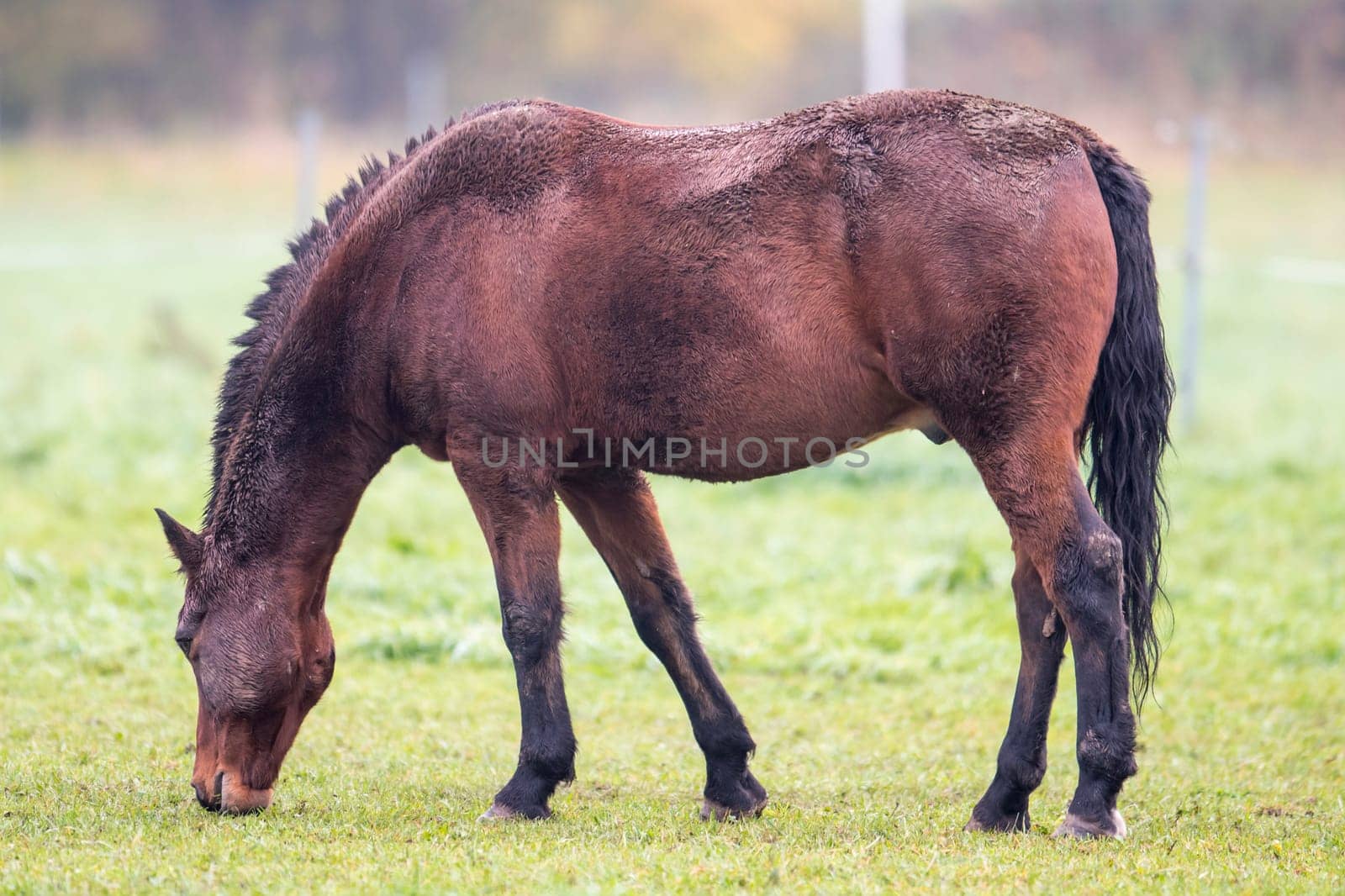 Brown horse with dirty fur while eating blurred background