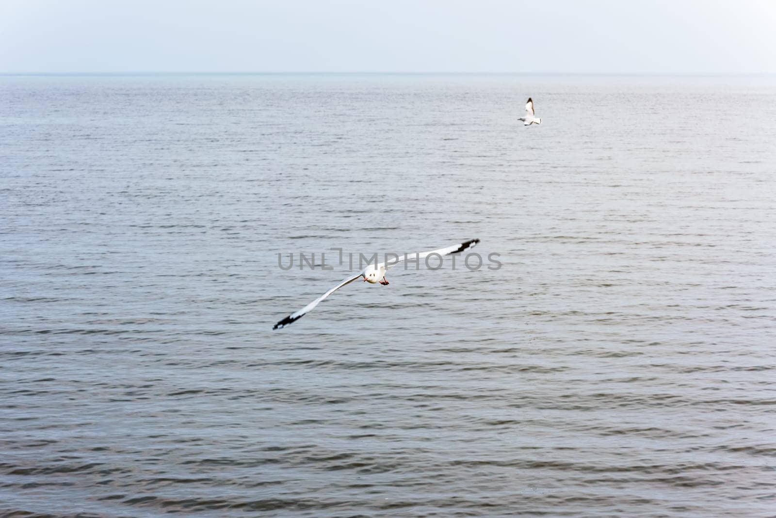 Pair of seagulls, Animal in beautiful natural landscape, Two birds happy flying above the sea water at Bangpu Nature Education Center, Famous tourist attraction of Samut Prakan, Thailand