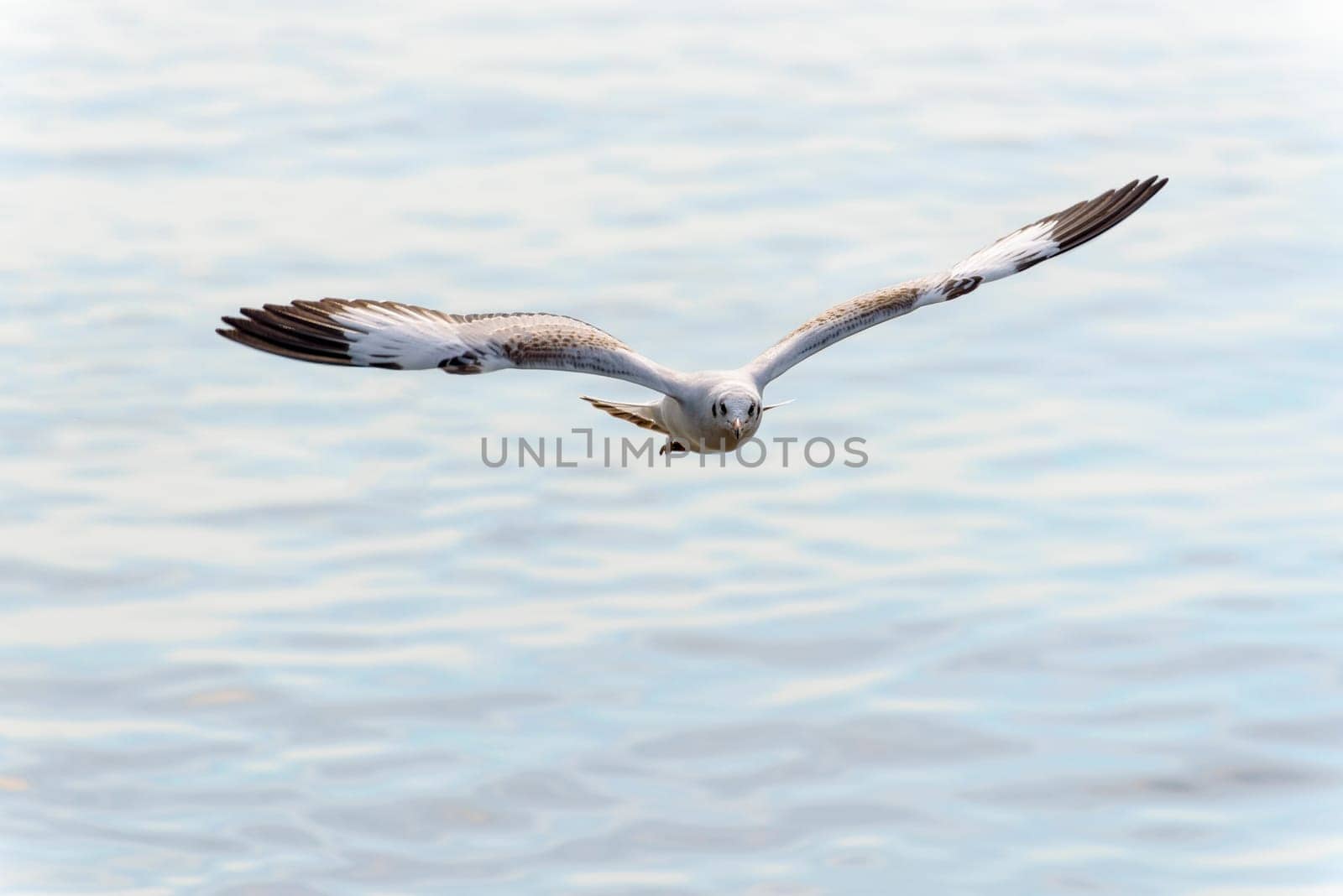 Animal in beautiful nature landscape for background, Closeup front seagull one bird flying happily in the sky on the sea at Bangpu Recreation Center famous tourist attraction of Samut Prakan, Thailand