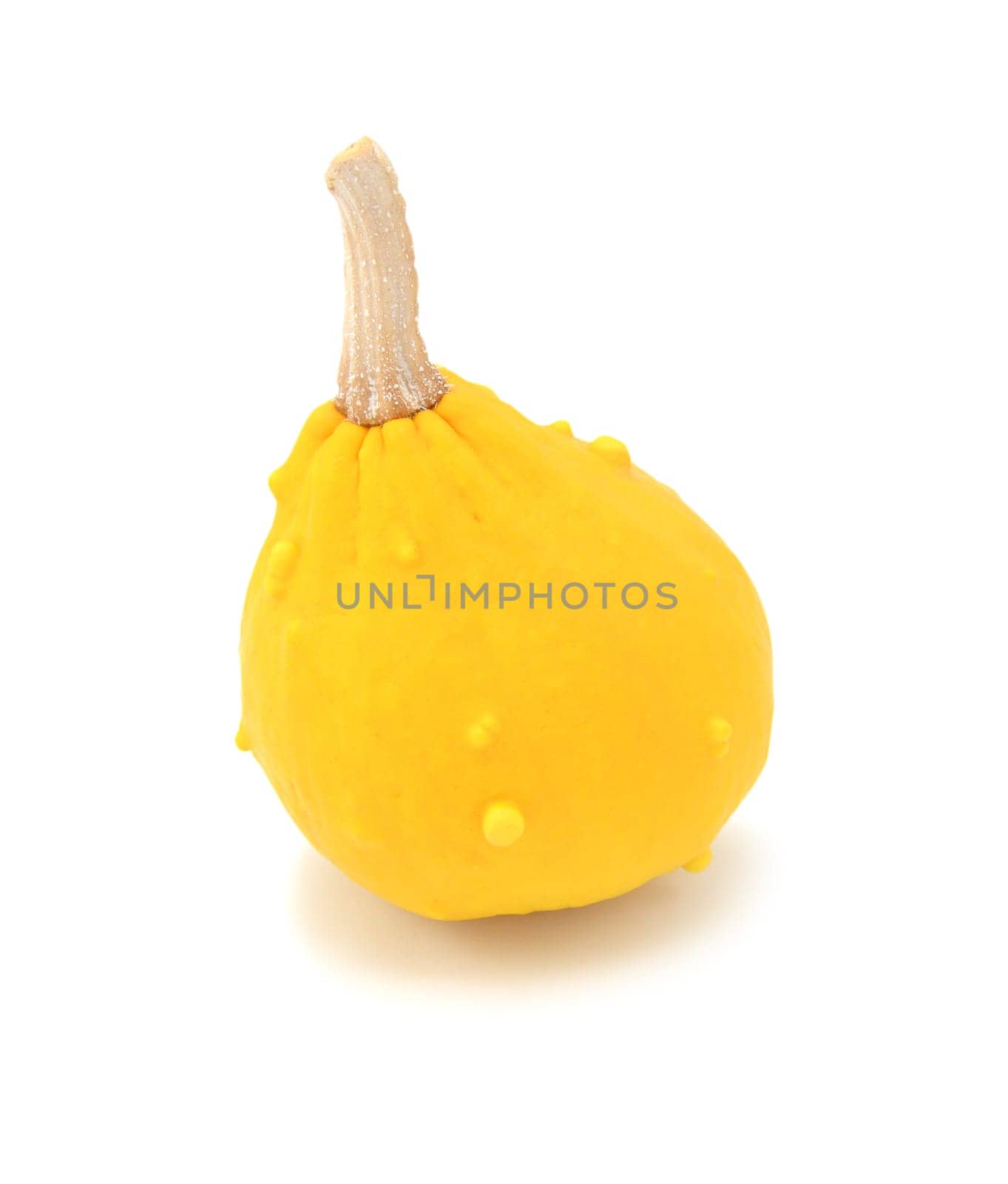 Teardrop-shaped decorative ornamental gourd with yellow skin, on a white background
