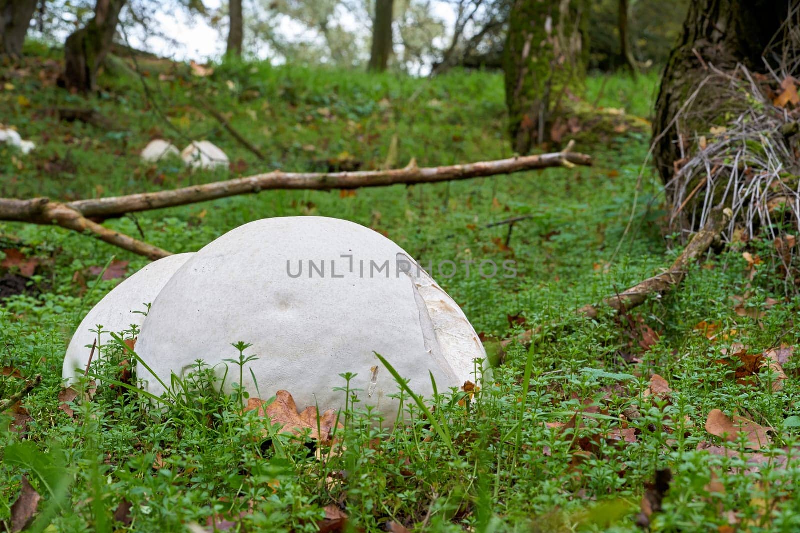 Giant bovist (Calvatia gigantea) on a meadow in a park in Magdeburg in Germany