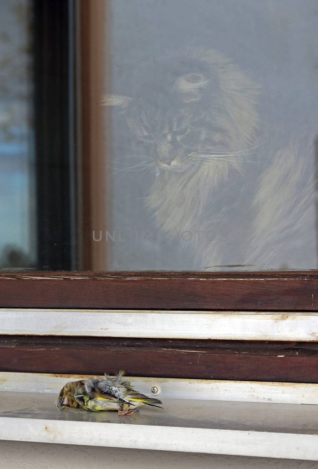 A bird has flown against a window and died, and a cat is watching it.