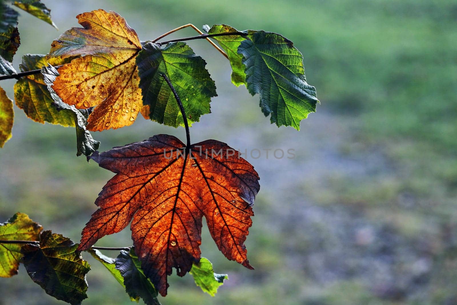 One red and one yellow autumn leaf backlit on a tree