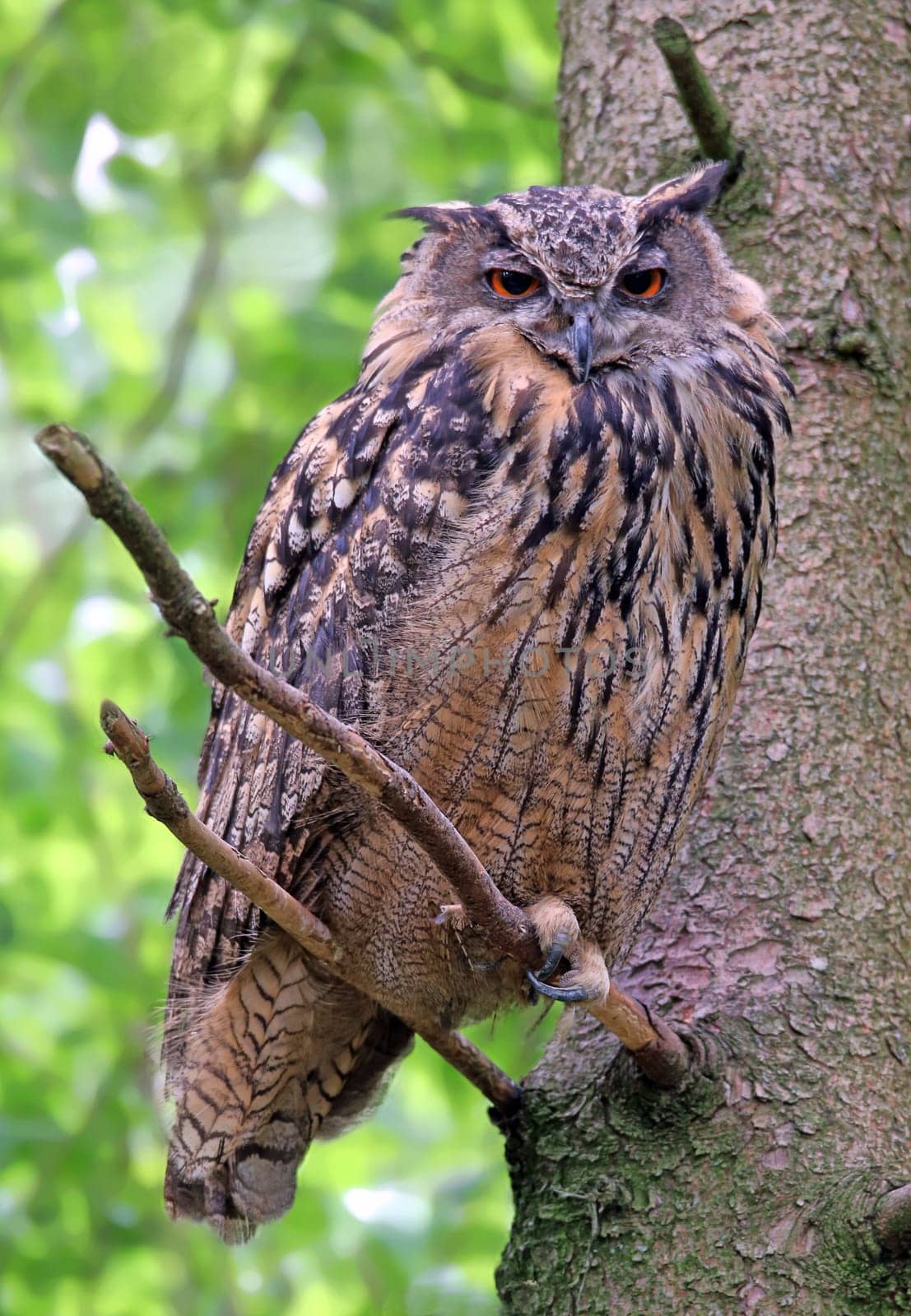Telephoto European eagle owl Bubo bubo