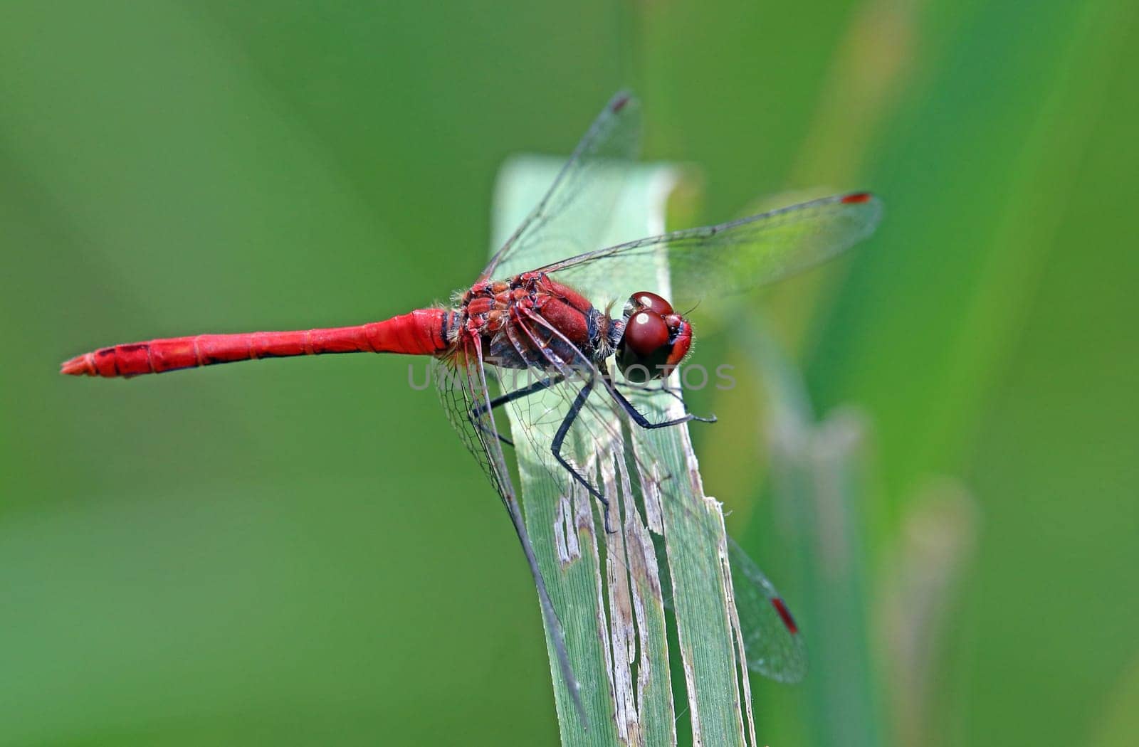 Blood-red damselfly Sympetrum sanguineum