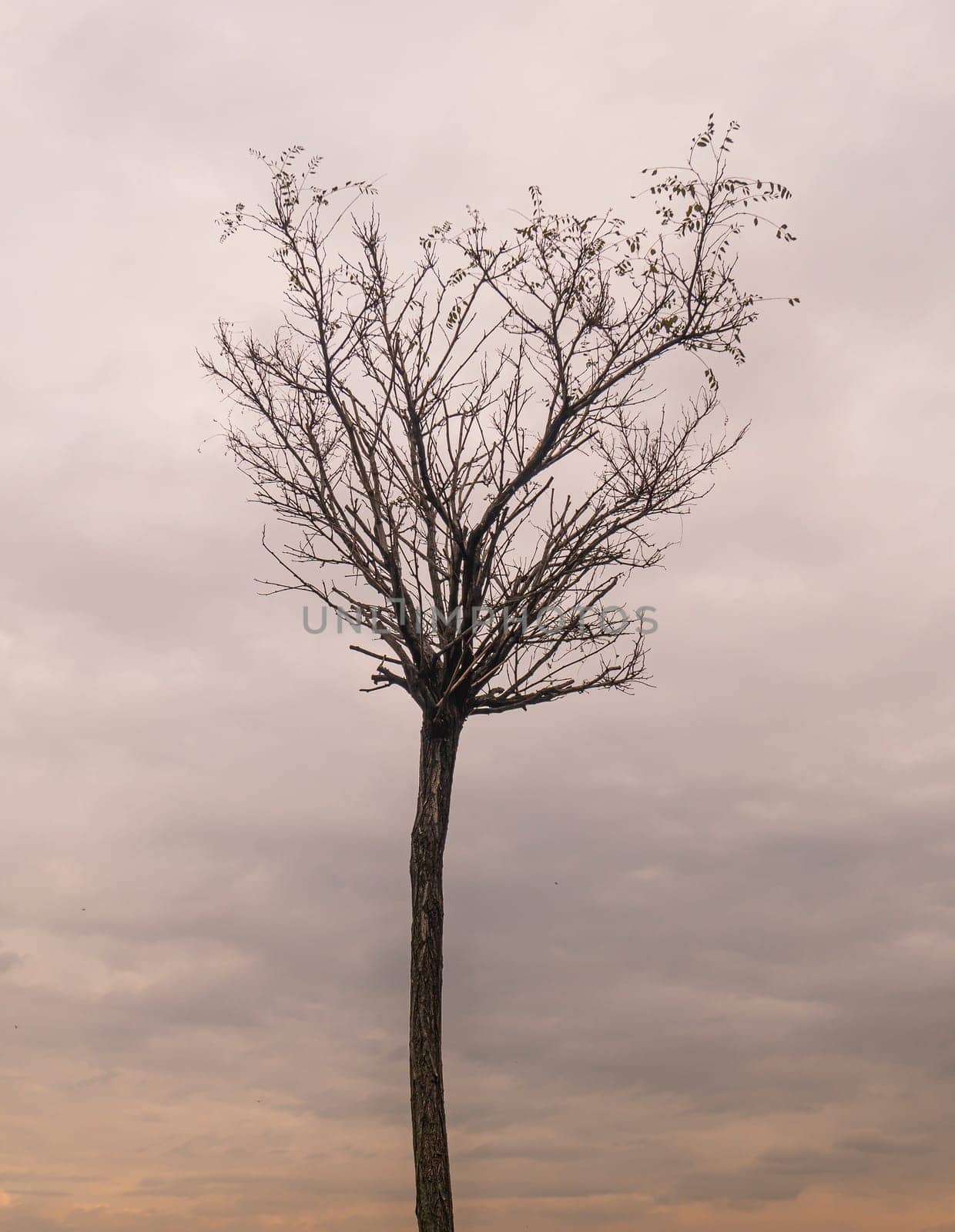 A lonely tree without leaves against a cloudy sky. Place for text.