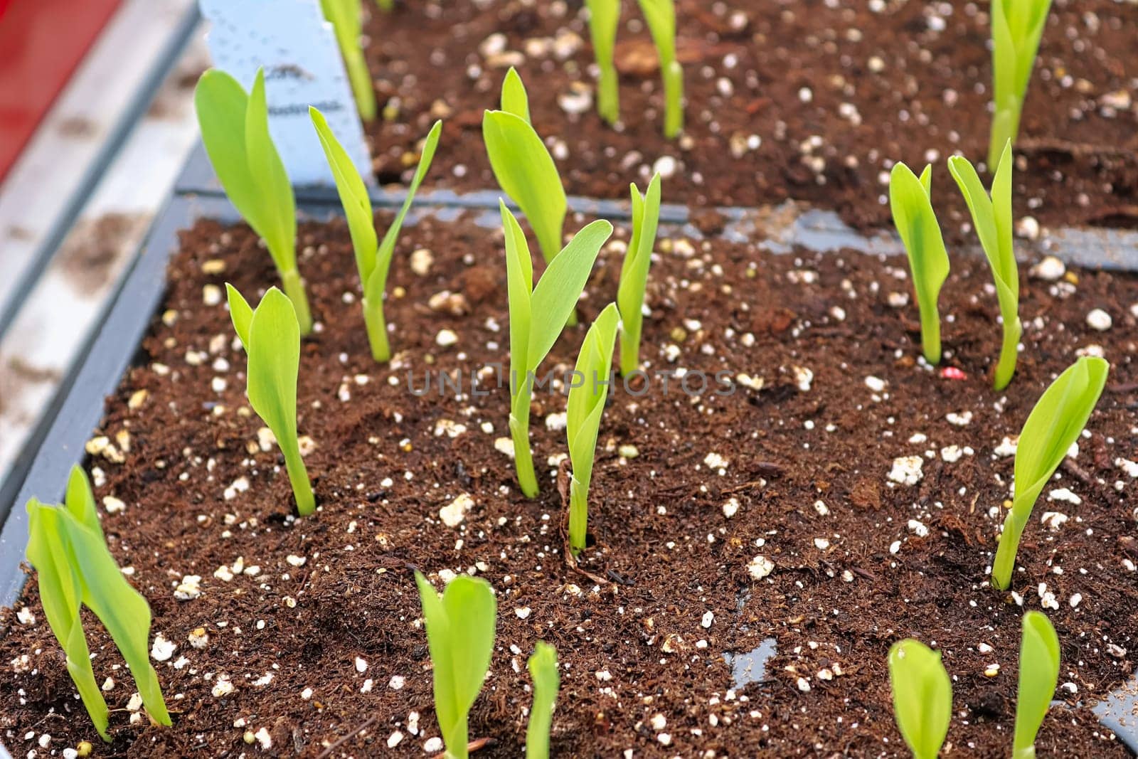 Young corn seedlings growing in garden trays.