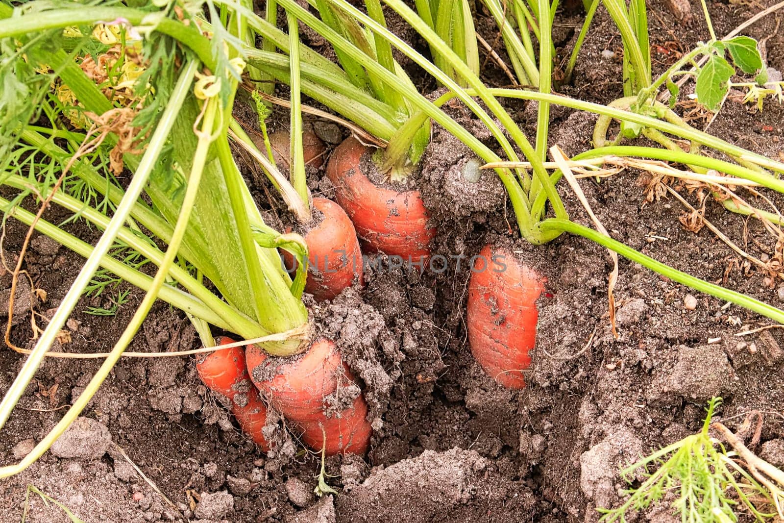 A bunch of carrots in the garden soil.