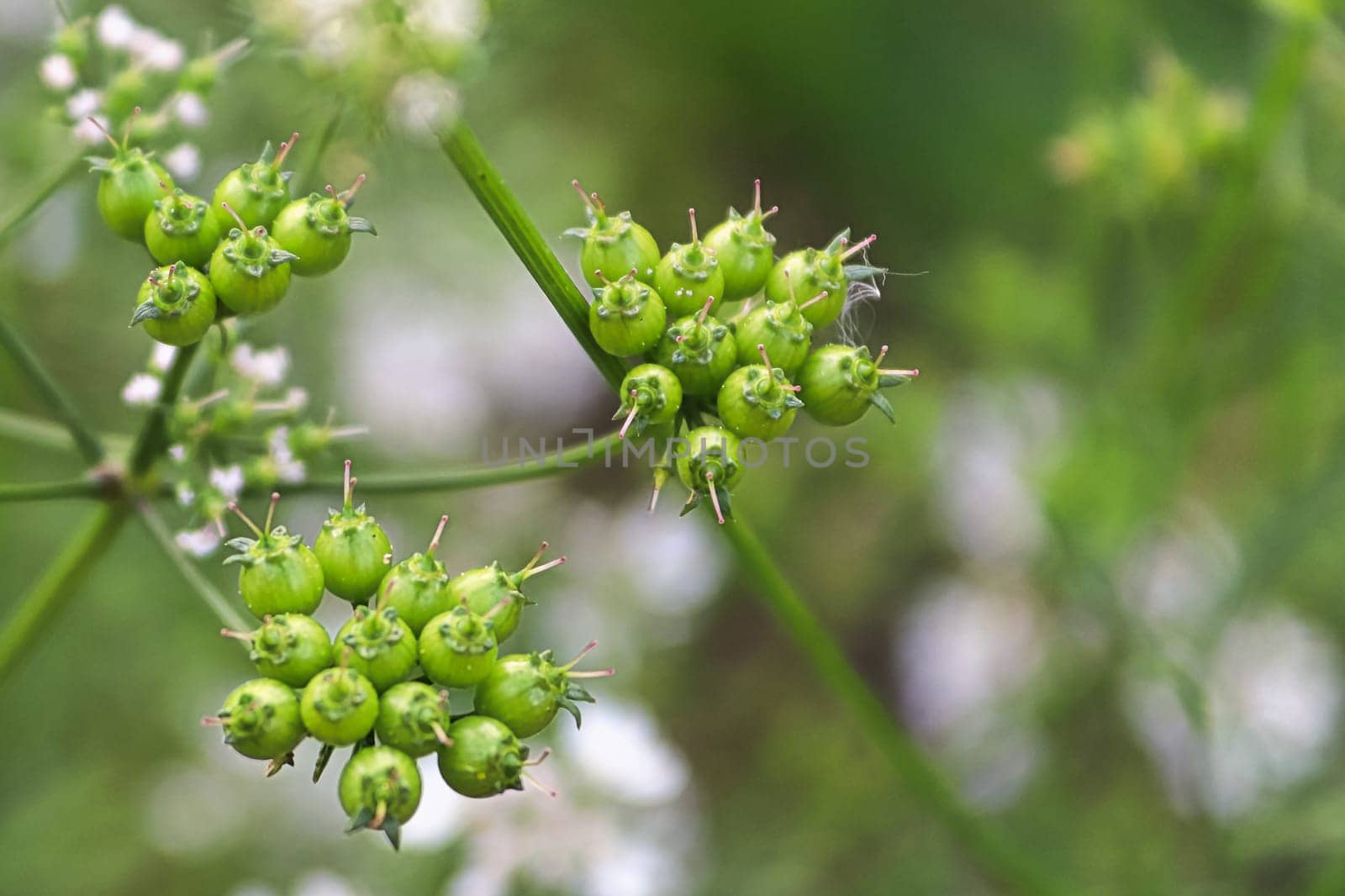 Closeup of coriander seeds with blurred flowers in the background.