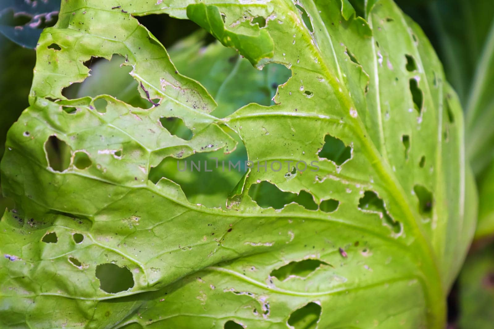 A cabbage leaf covered in holes caused by insects.