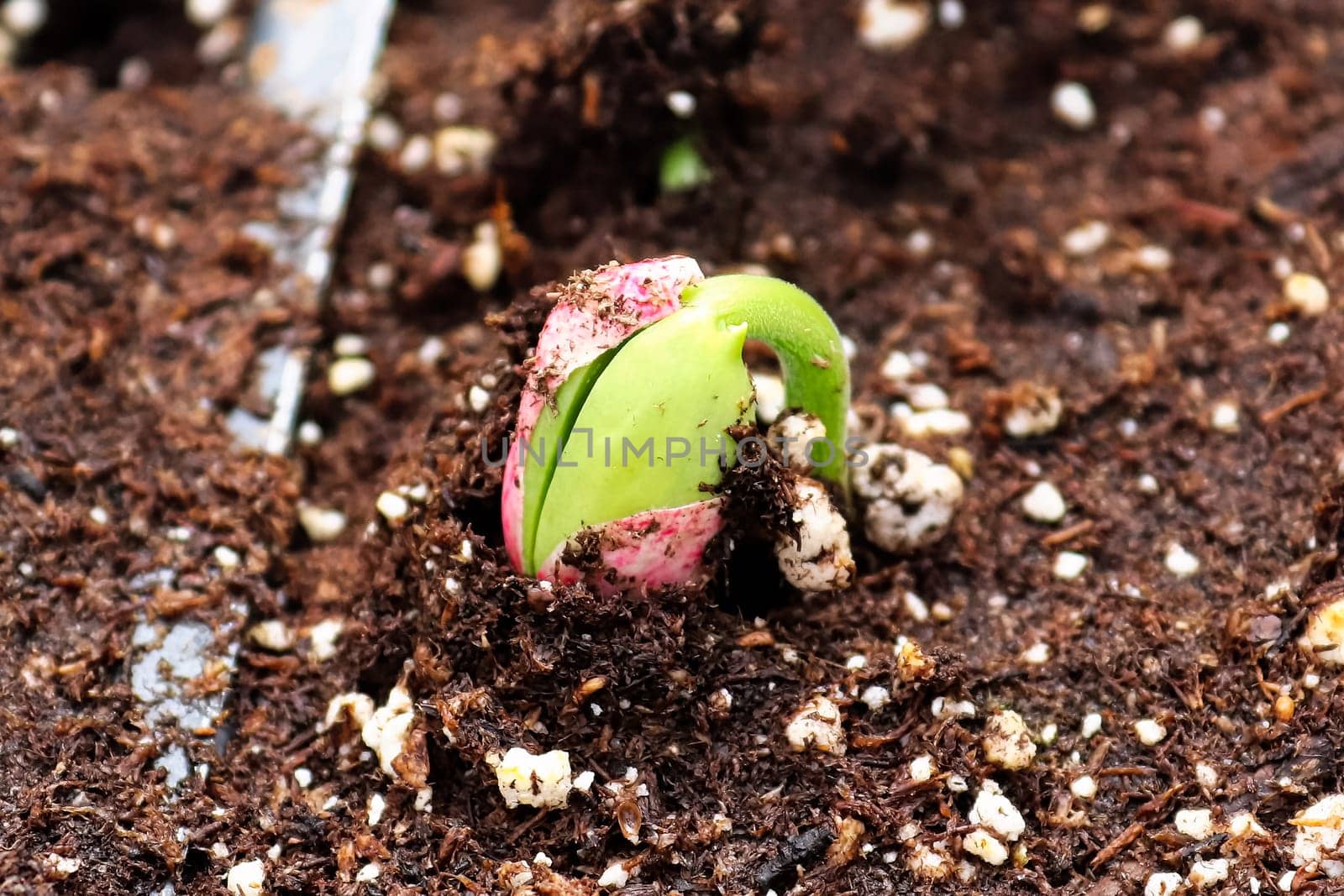 Closeup of a bean sprout cracking out of its seed.
