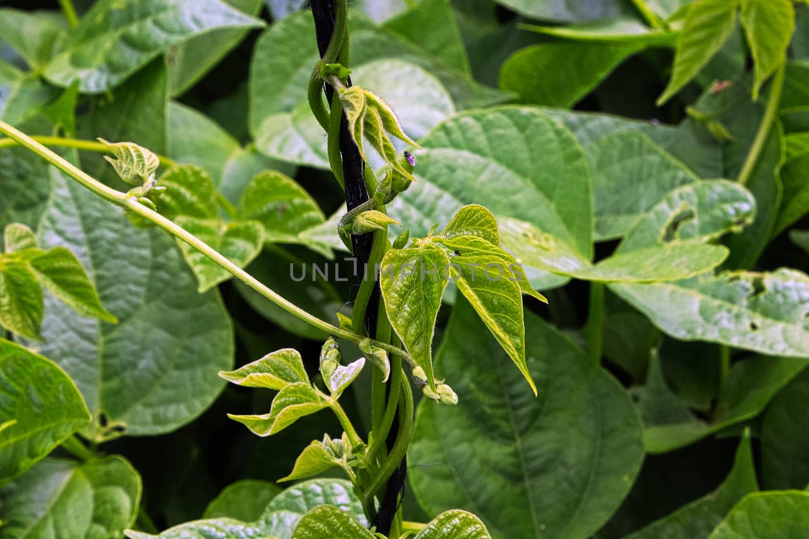 Bean stalks twist and grow upward on a string.