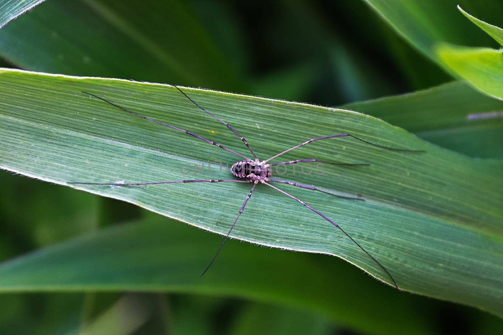 A harvestman walking on a corn leaf in the garden.
