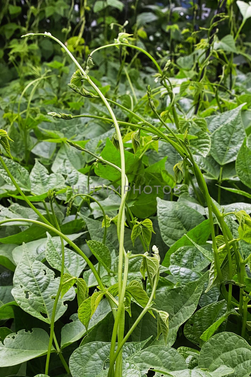 A row of beans with vines growing upward.
