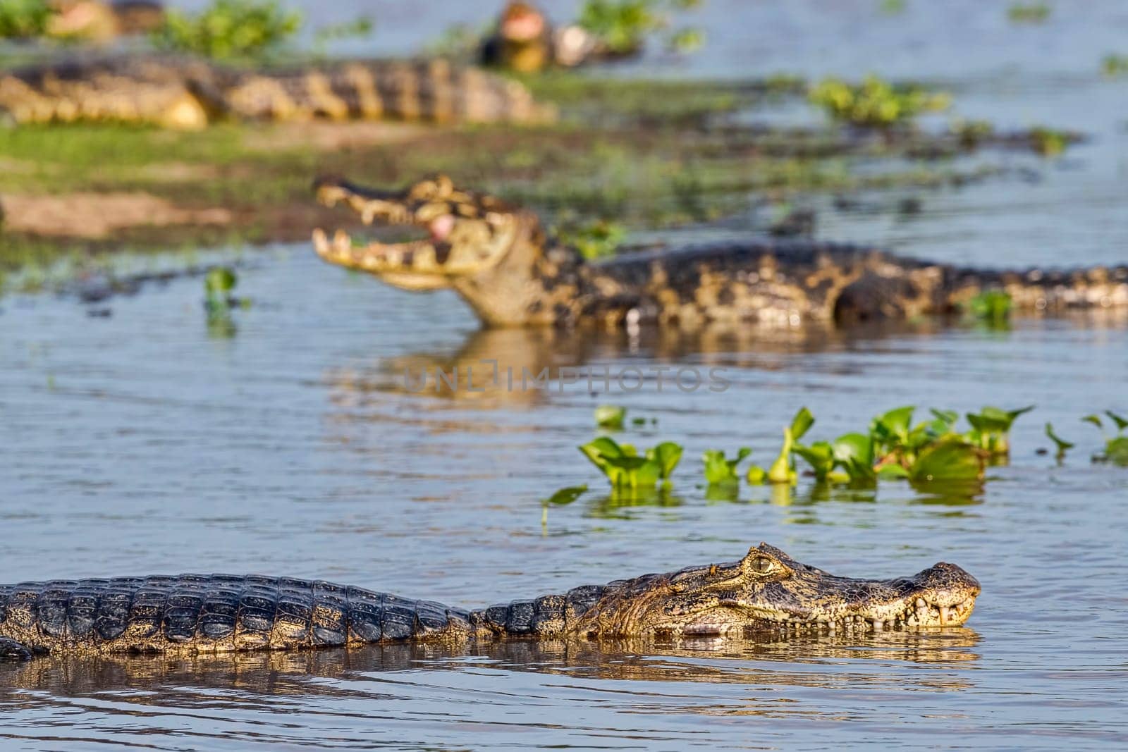 Spectacled caiman (Caiman crocodilus yacare),Pantanal,Mato Grosso,Brazil