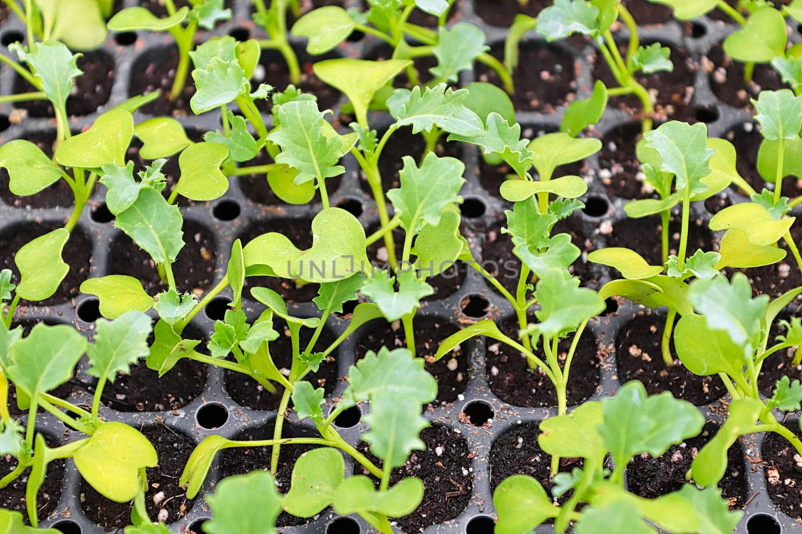 Closeup of a kale seedlings growing in starter trays.