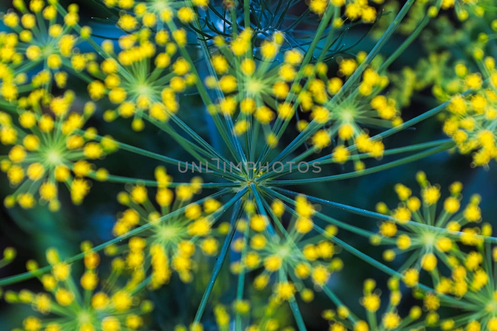 The detailed view of dill head stalks with blured flowers.