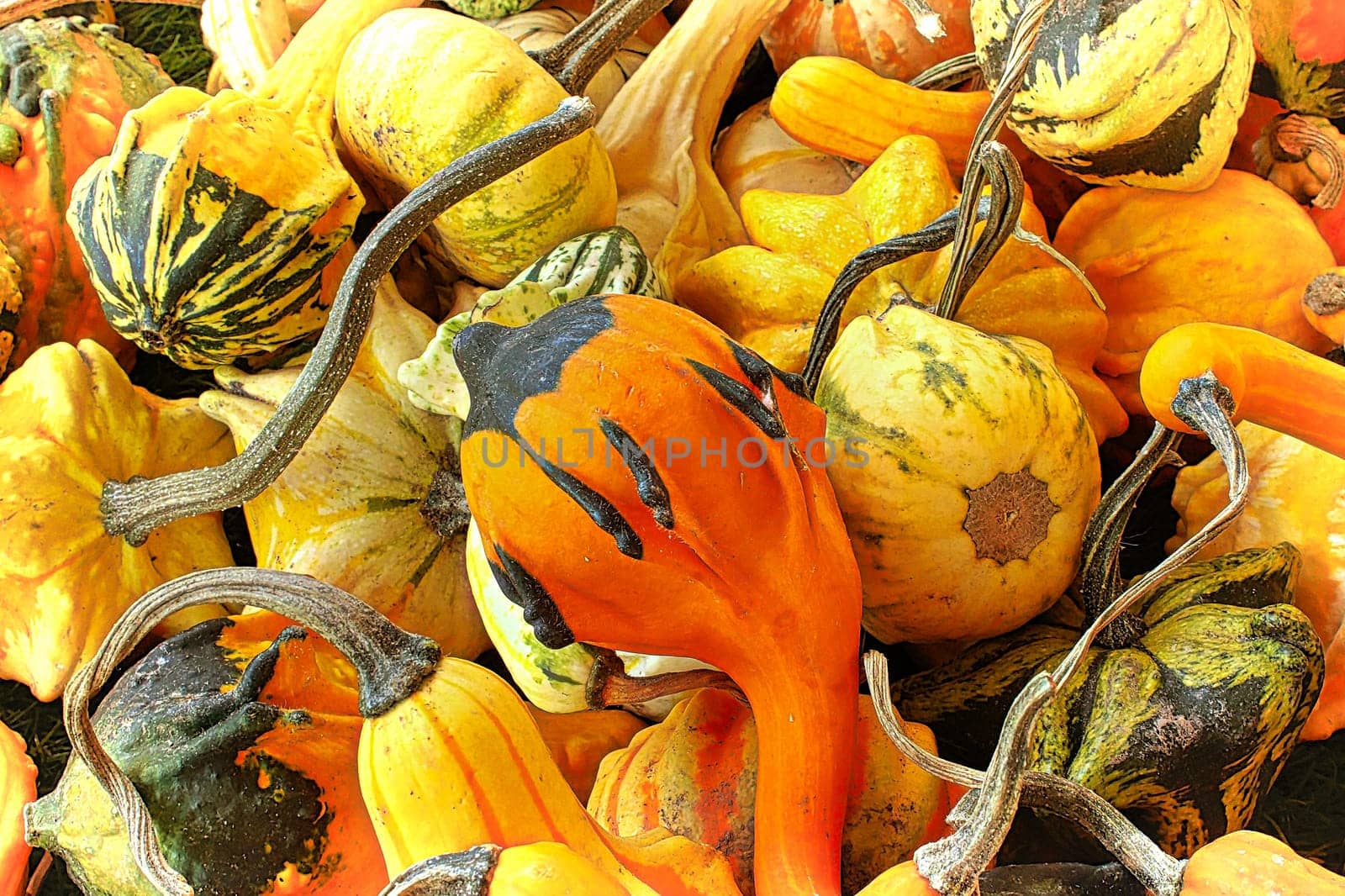 A pile of autumn gourds in various shapes and sizes.