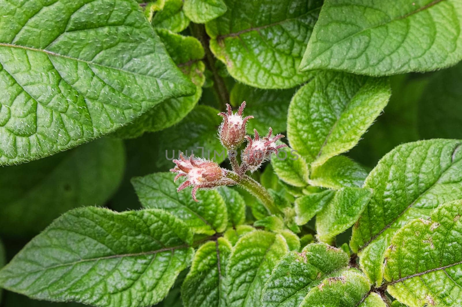 Closeup of potato leaves and flower buds.