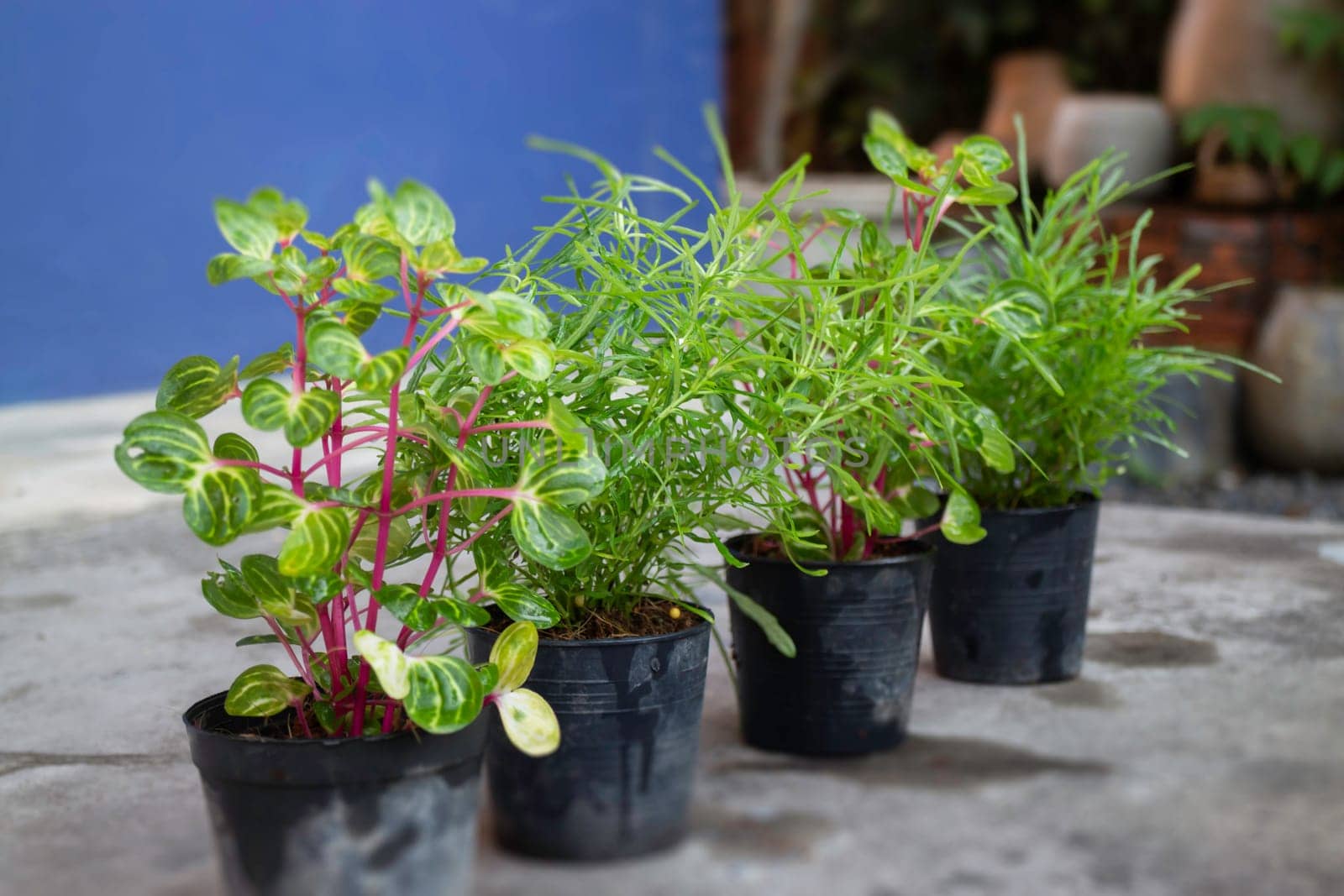 Mini plant pot nature background, stock photo