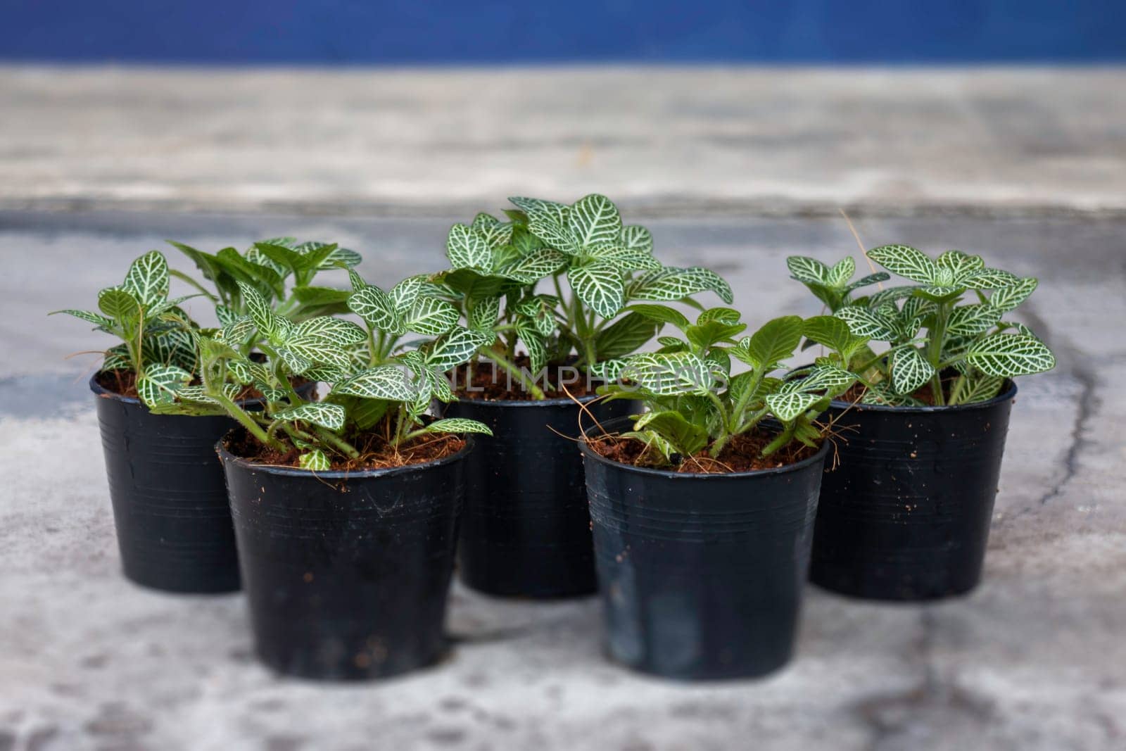 Mini plant pot nature background, stock photo