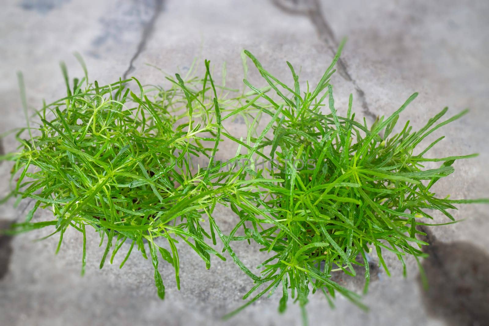 Mini plant pot nature background, stock photo