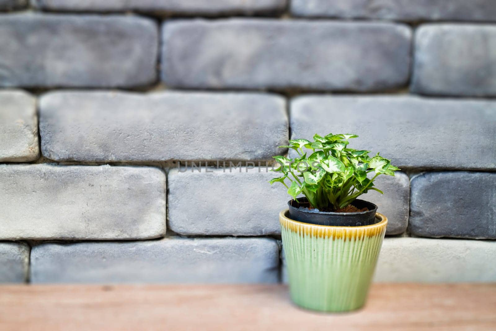 Mini green leaves plant pot, stock photo