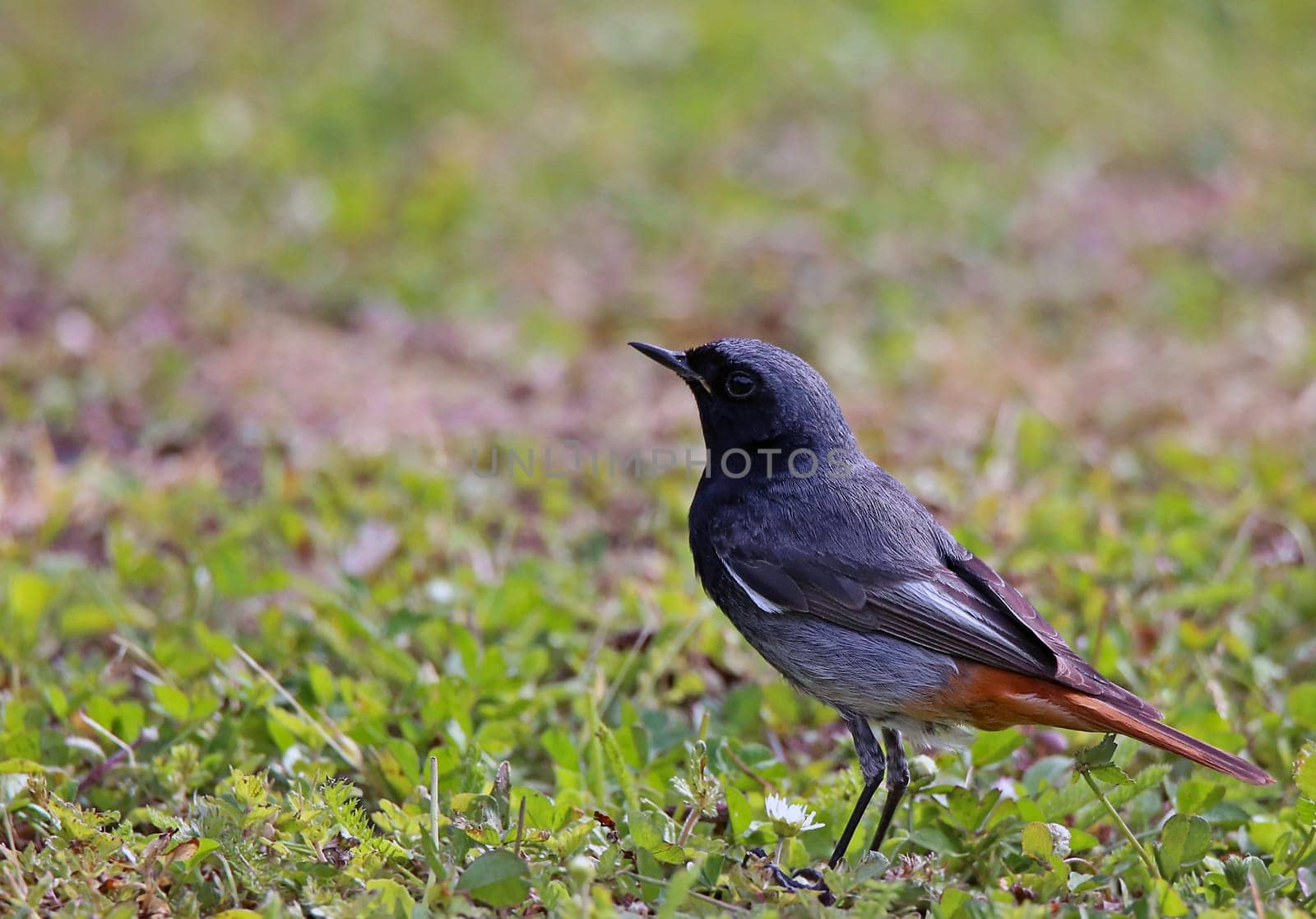 Telephoto male redstart Phoenicurus ochruros