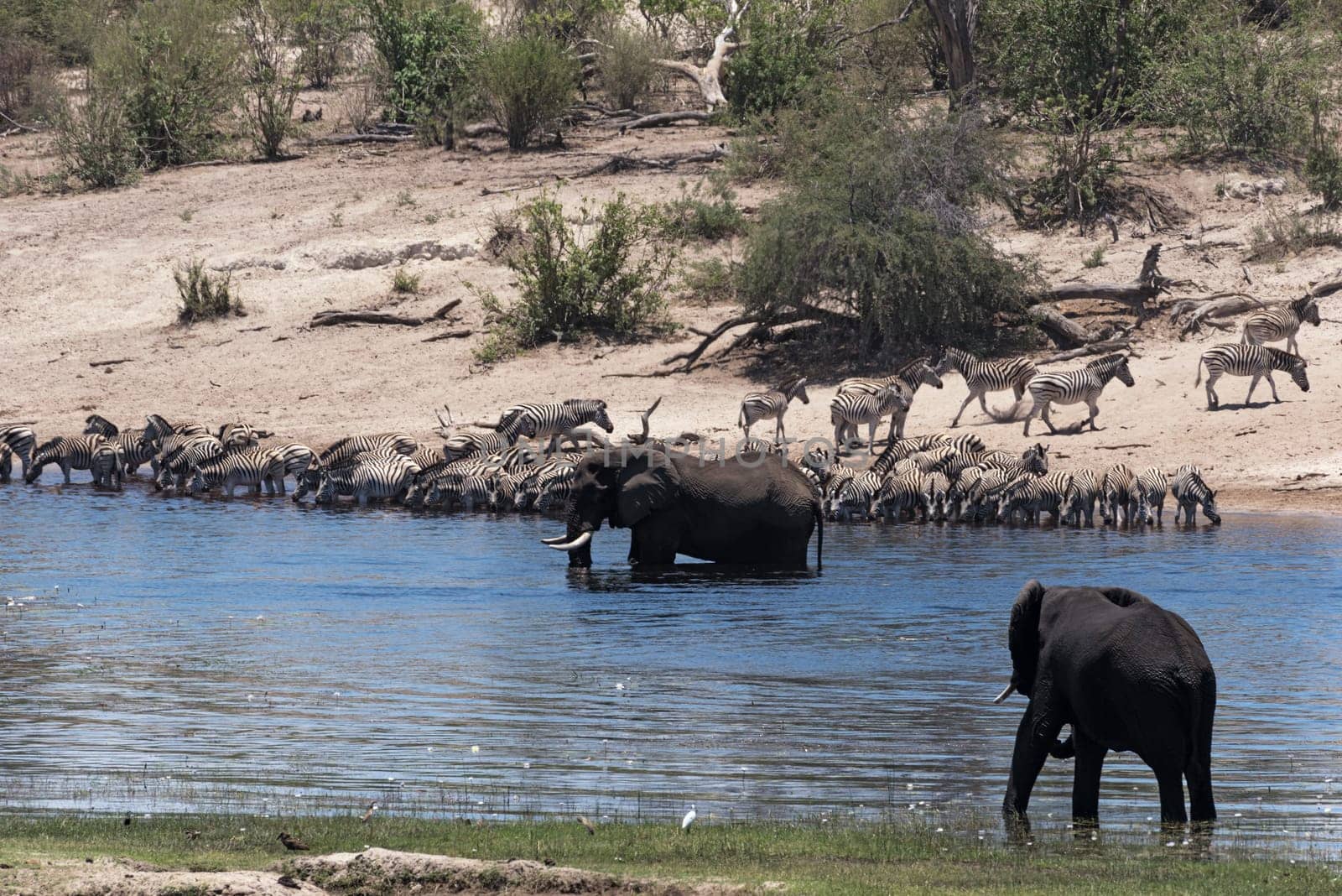 Elephants and zebras on Boteti River in Makgadikgadi Pans National Park, Botswana