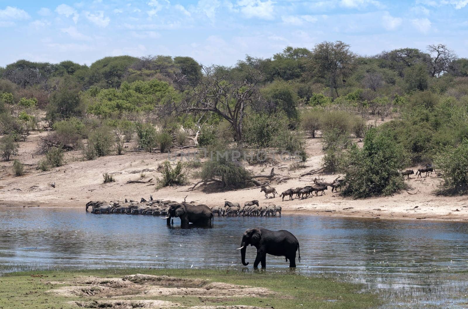 Elephants and zebras on Boteti River in Makgadikgadi Pans National Park, Botswana