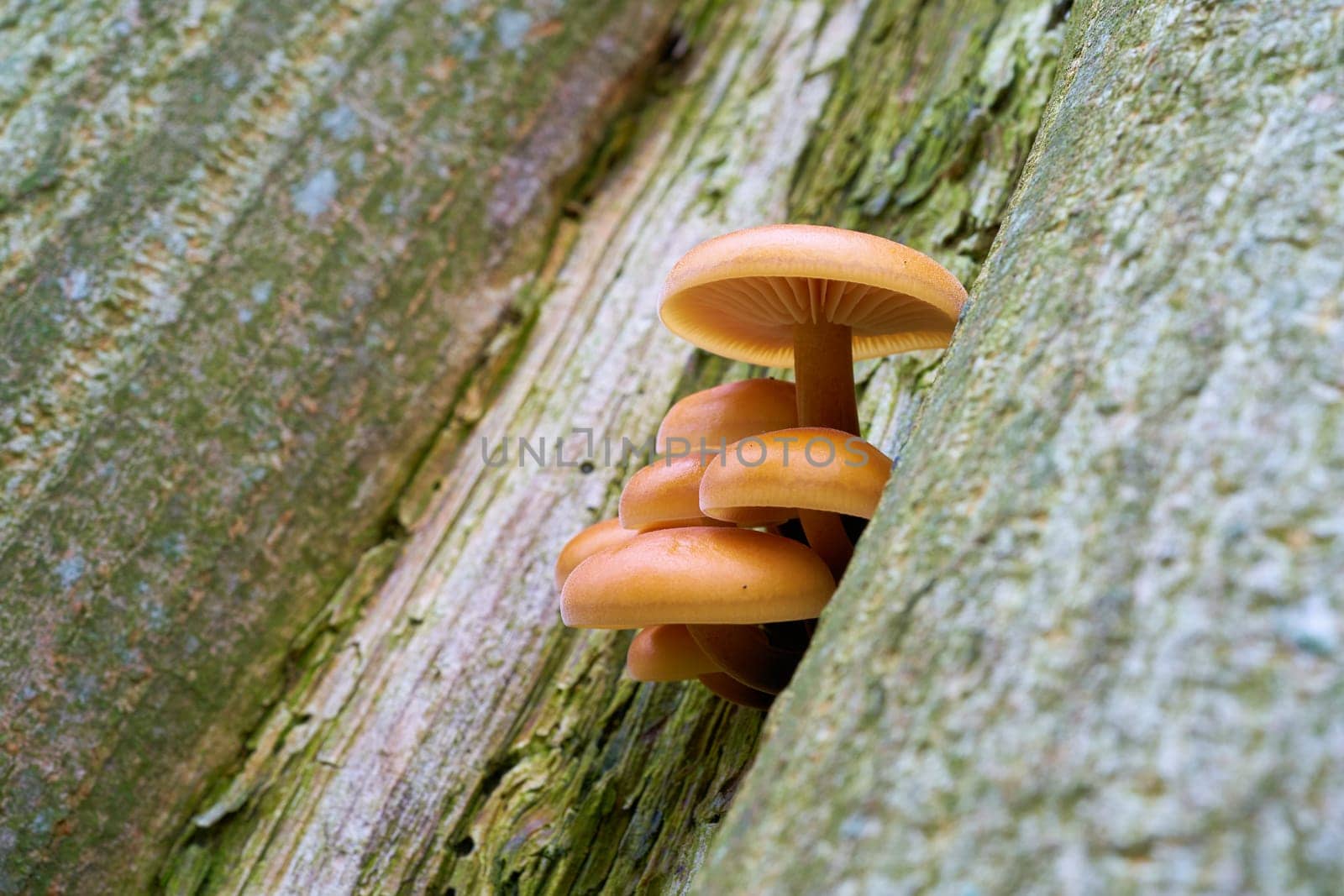 velvet stem (Flammulina velutipes) on a tree trunk in the woods in winter