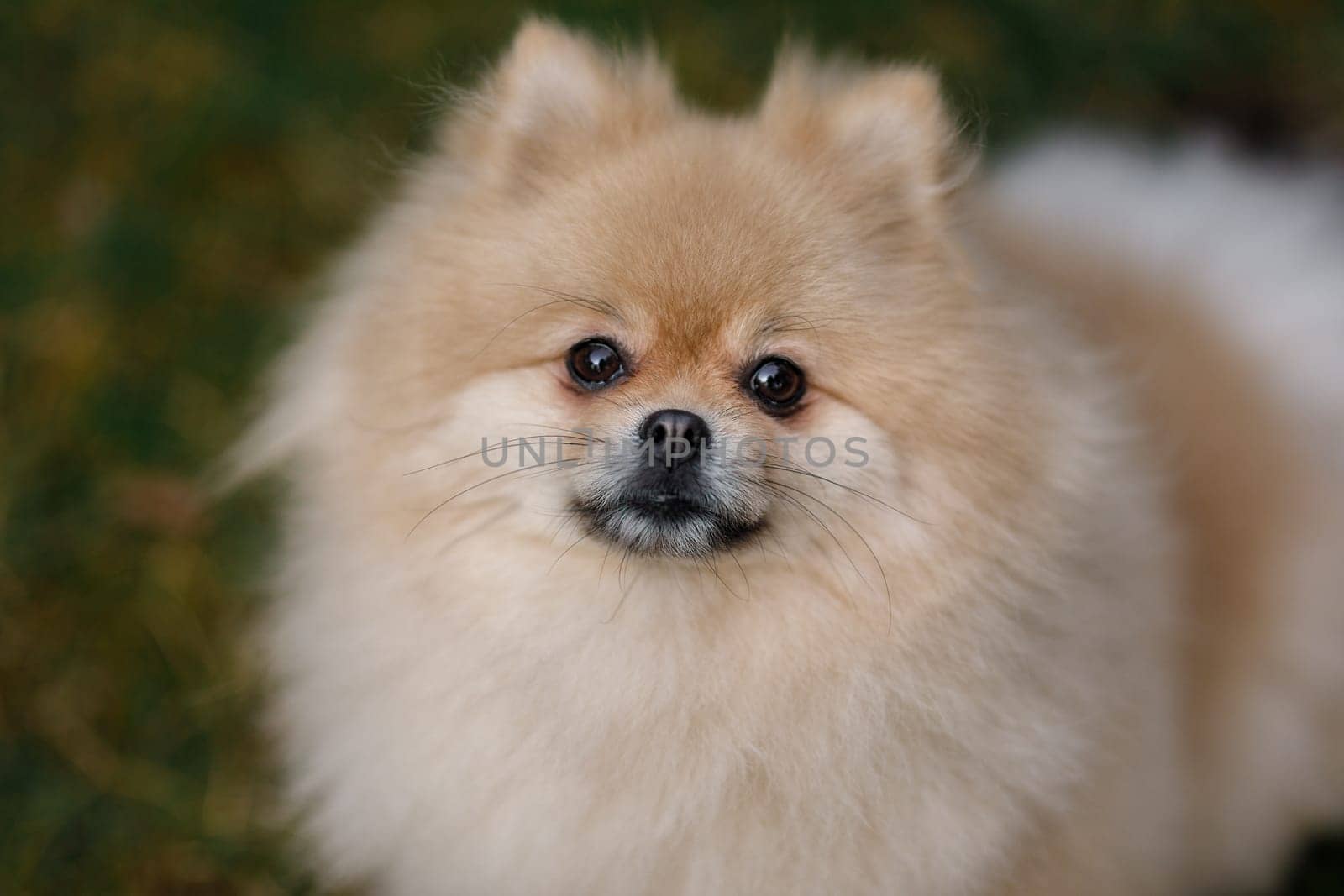 Beige Spitz dog sitting on a green lawn with its muzzle up