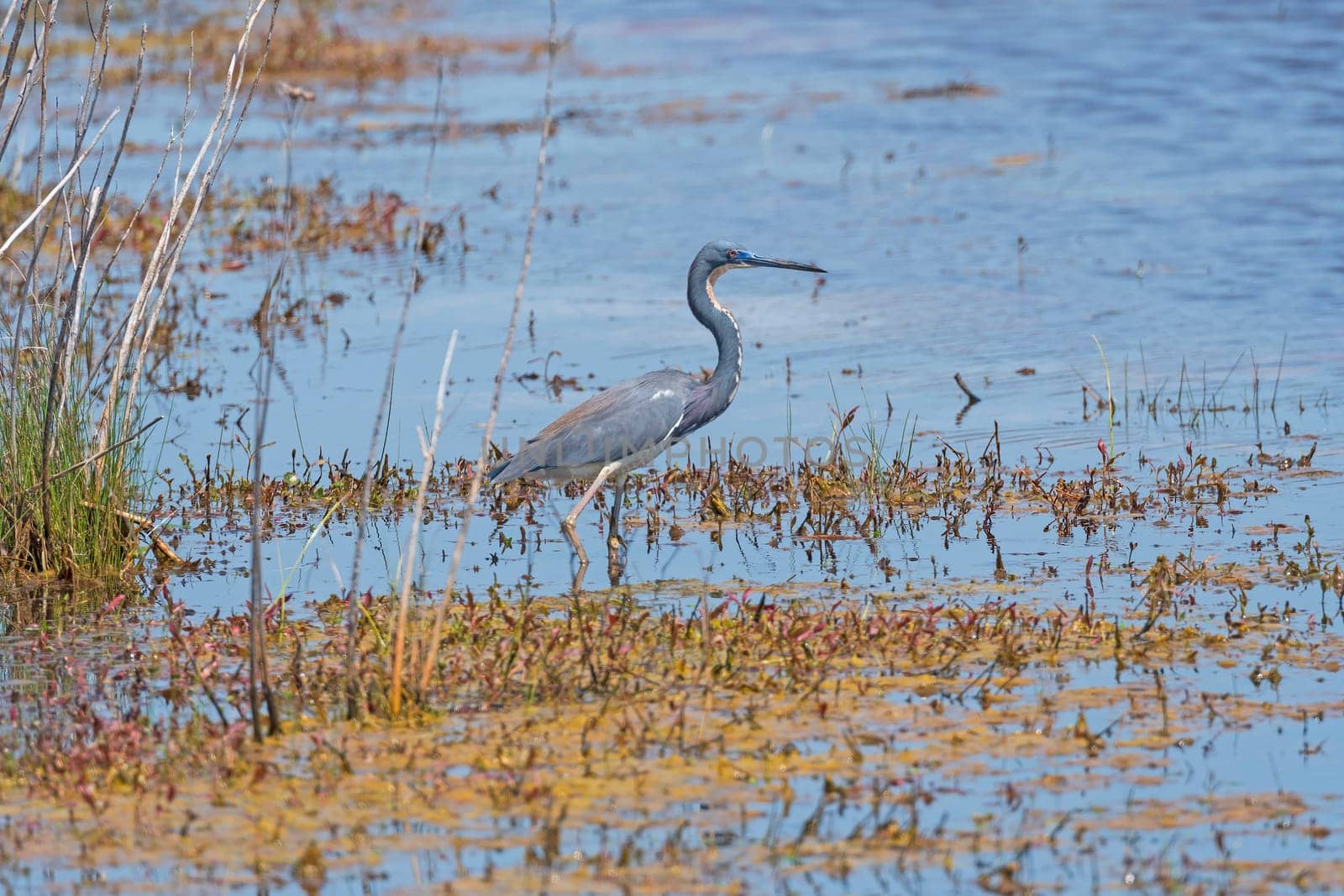 Tricolored Heron Hunting in a Wetland Pond in the Chincoteague National Wildlife Refuge in Virginia