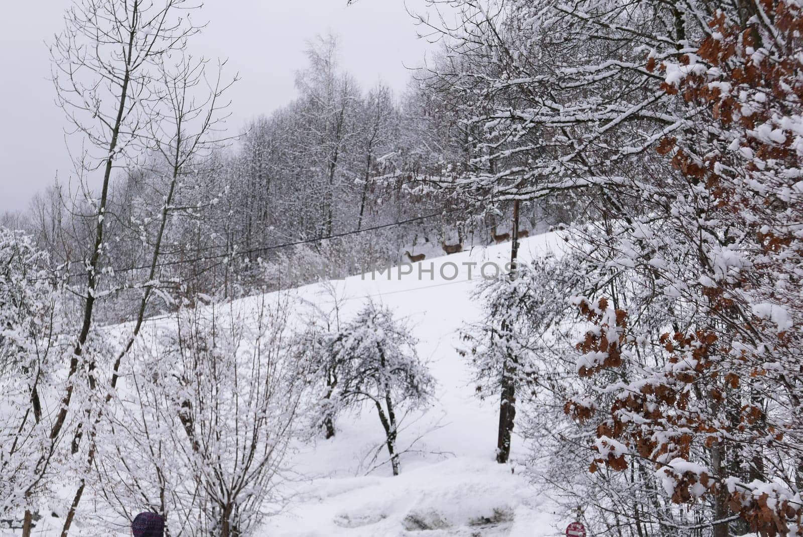 holiday at the foot of Mont Blanc in winter in the Chamonix Valley, France