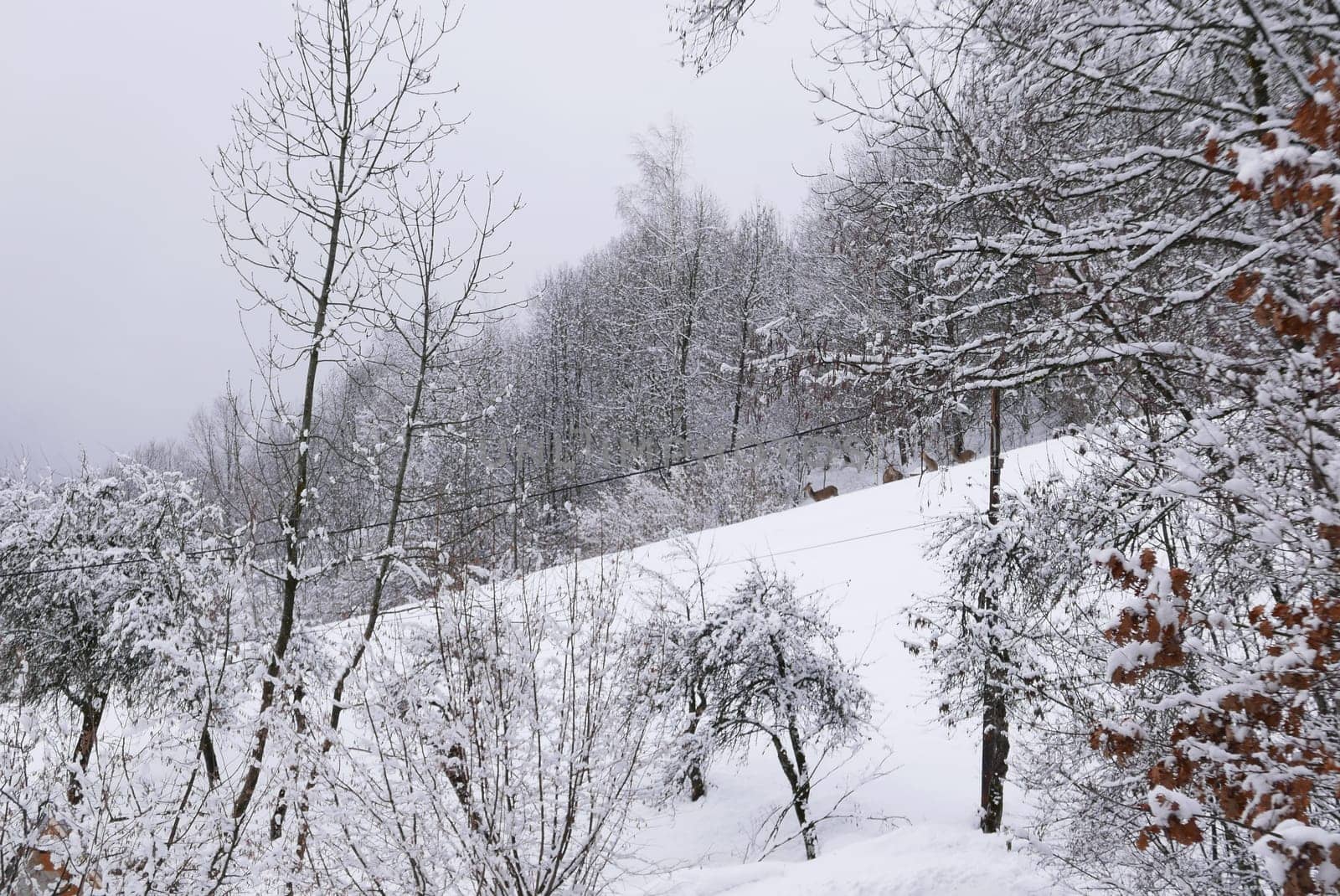 holiday at the foot of Mont Blanc in winter in the Chamonix Valley, France