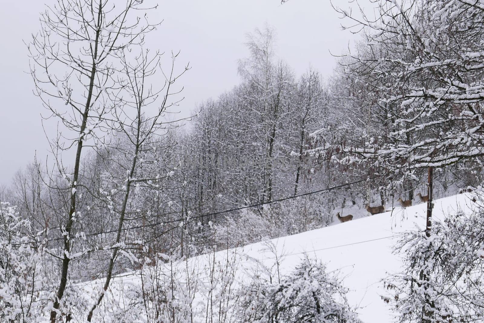 holiday at the foot of Mont Blanc in winter in the Chamonix Valley, France