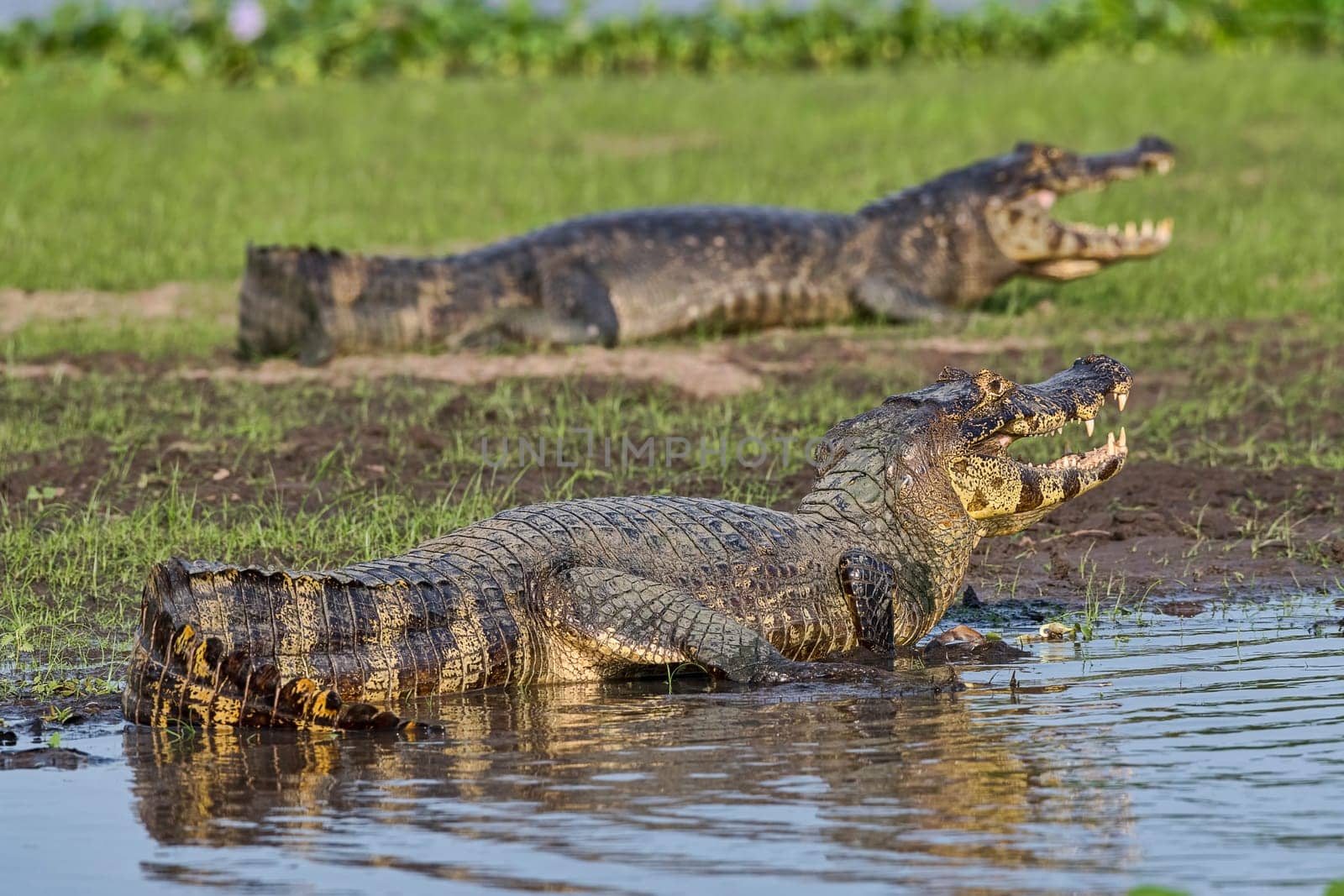 Spectacled caiman (Caiman crocodilus yacare),Pantanal,Mato Grosso,Brazil
