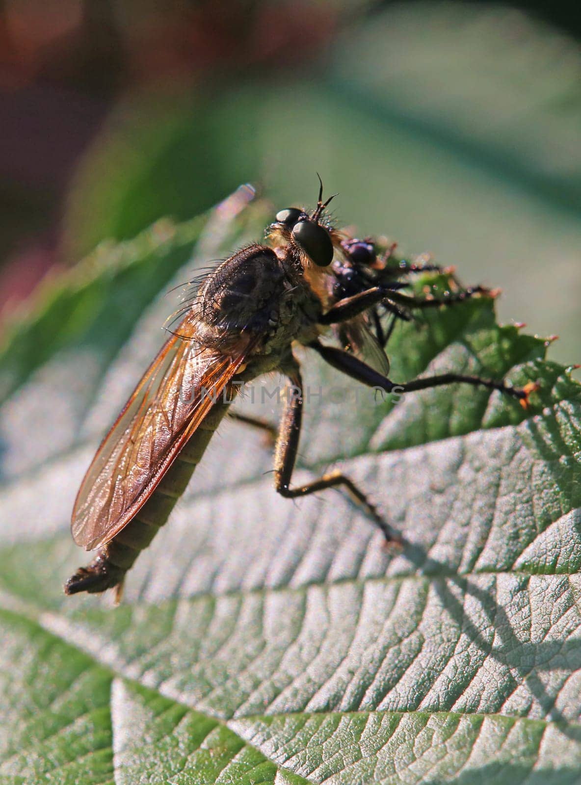 Golden-tabbed Robberfly
