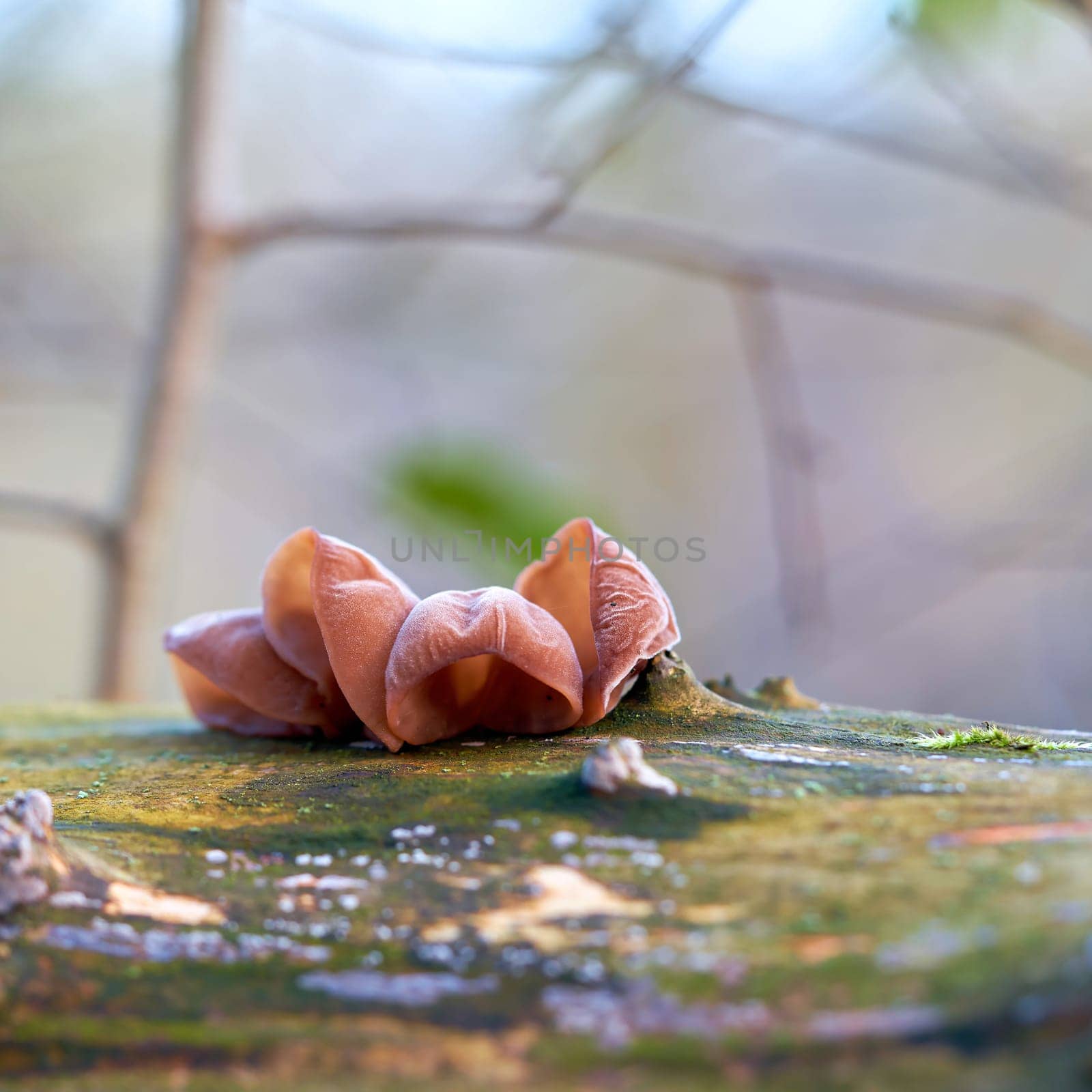 Judas ear (Auricularia auricula-judae) on a dead tree trunk in the forest