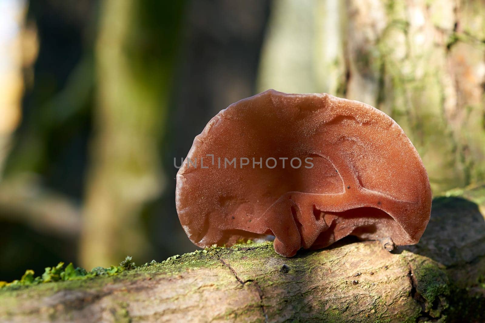 Judas ear (Auricularia auricula-judae) on a dead tree trunk in the forest